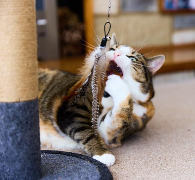 Petface Retractable Feather and Bell Wand Cat Toy - Interactive Teaser | Portable 5