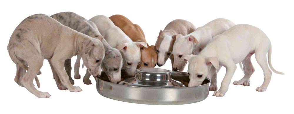 TRIXIE Stainless Steel Puppy Bowl - Extra Large Diameter | 1.5L Capacity | Low Rim
