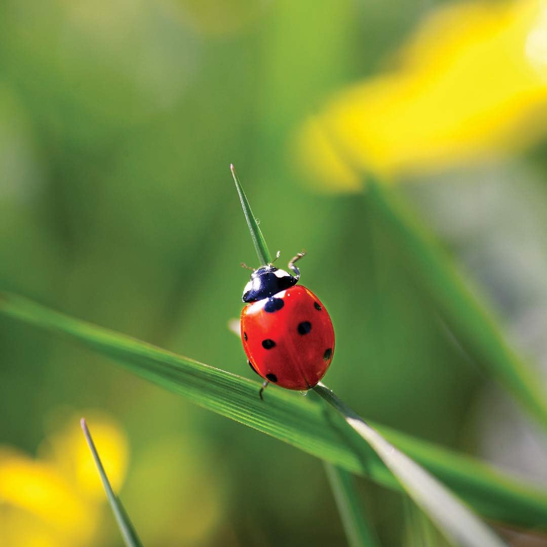 My Living World Safari-Nature Explorer Bug Catcher Set - Educational Science Kit for Kids 5-8 3