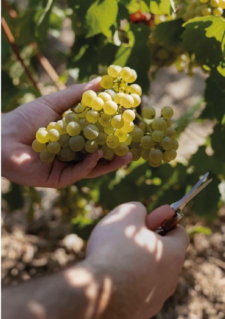 Pommery Brut Royal Champagne Non-Vintage, 75 cl 10