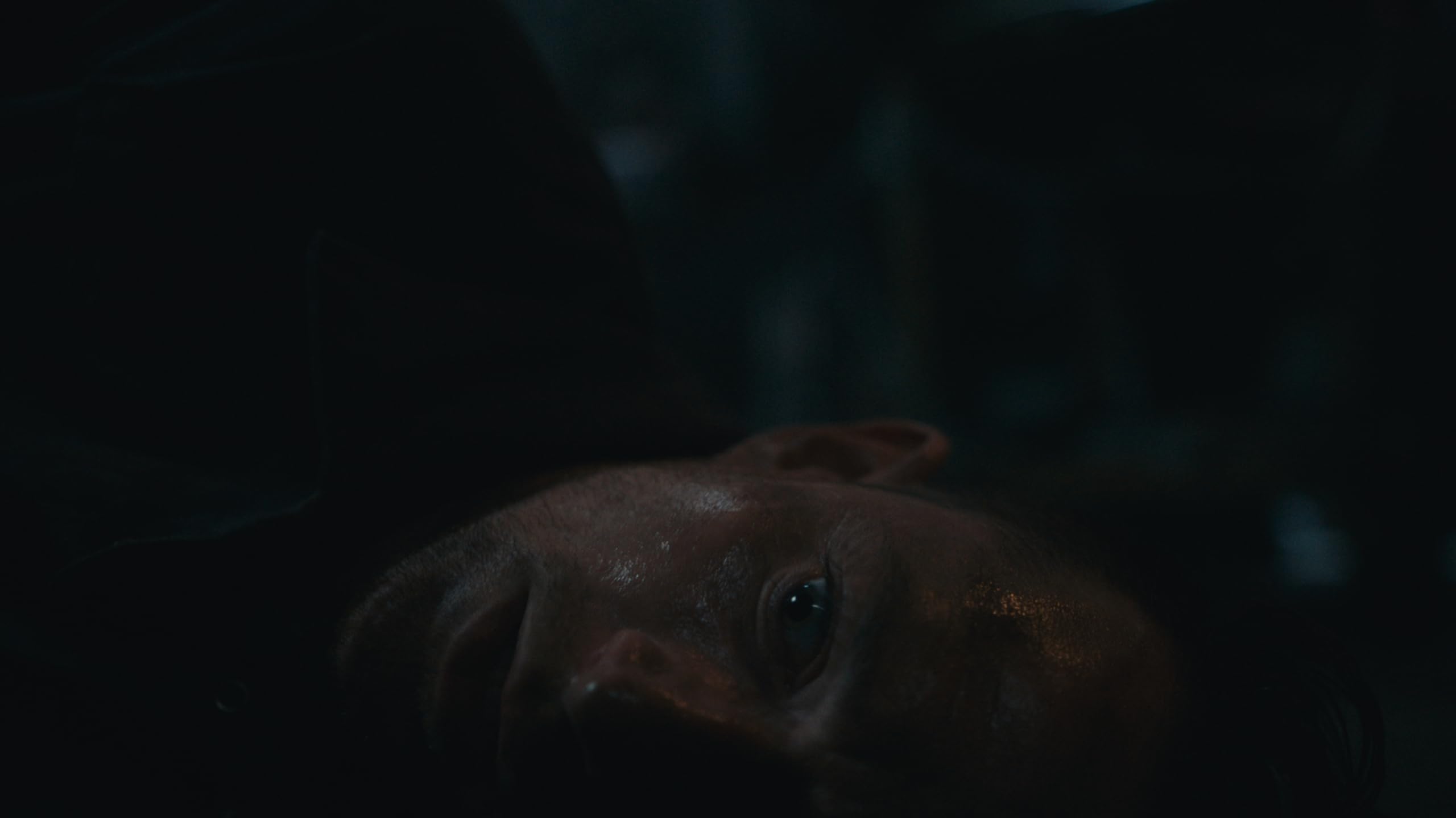 Dead Reset - PlayStation 5 Interactive Horror Game