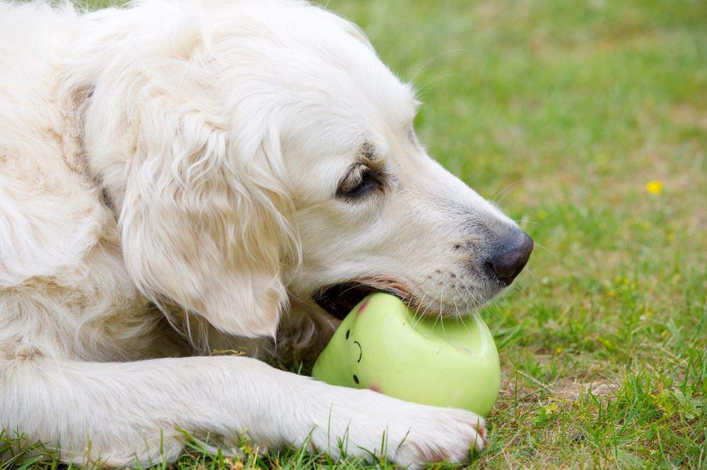Petface Small Latex Pear Squeaky Chew Toy | Durable Natural Rubber | Unscented 5