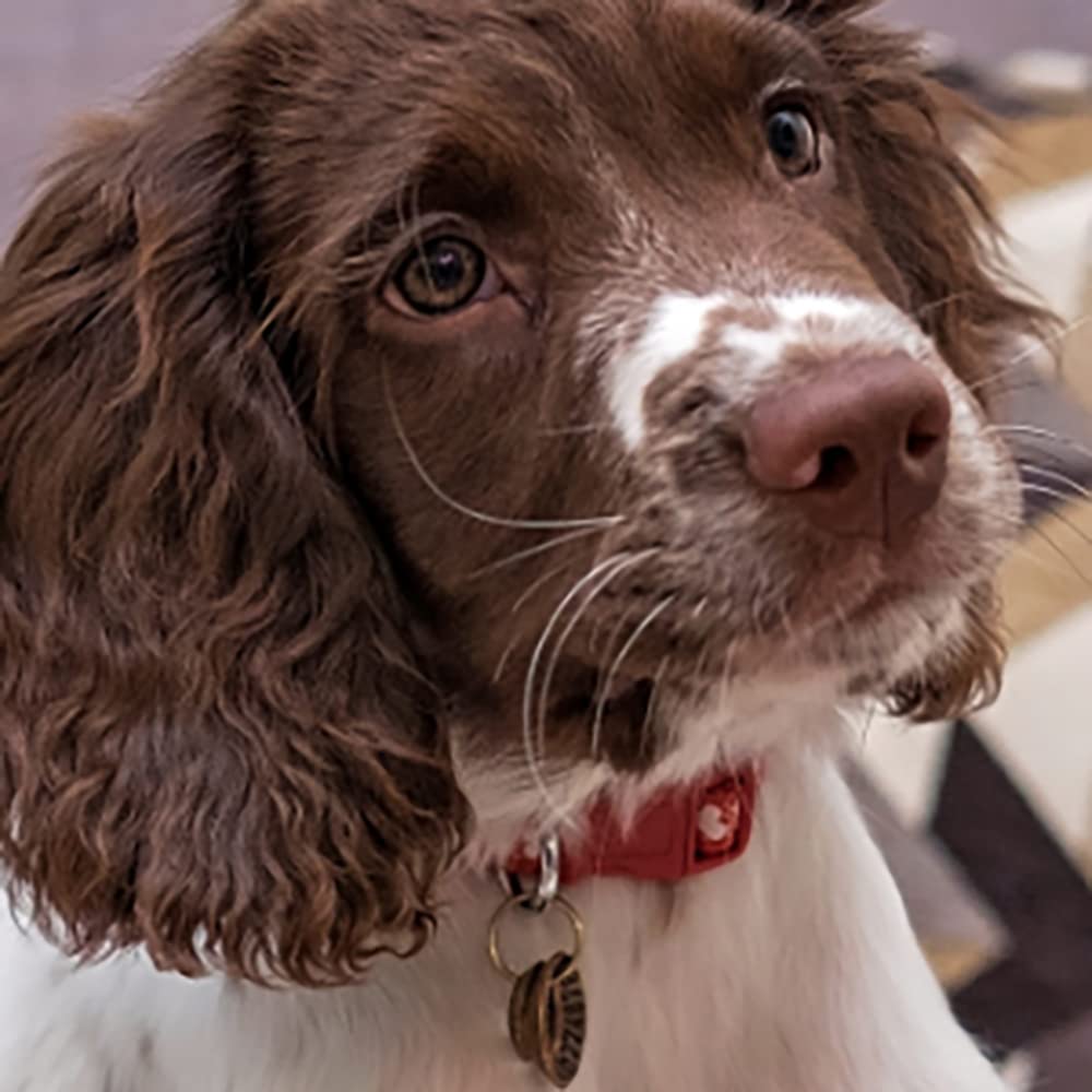 Animology Paw & Nose Balm - Deep Moisturization for Paws and Nose | 50 ml (Pack of 1) 7