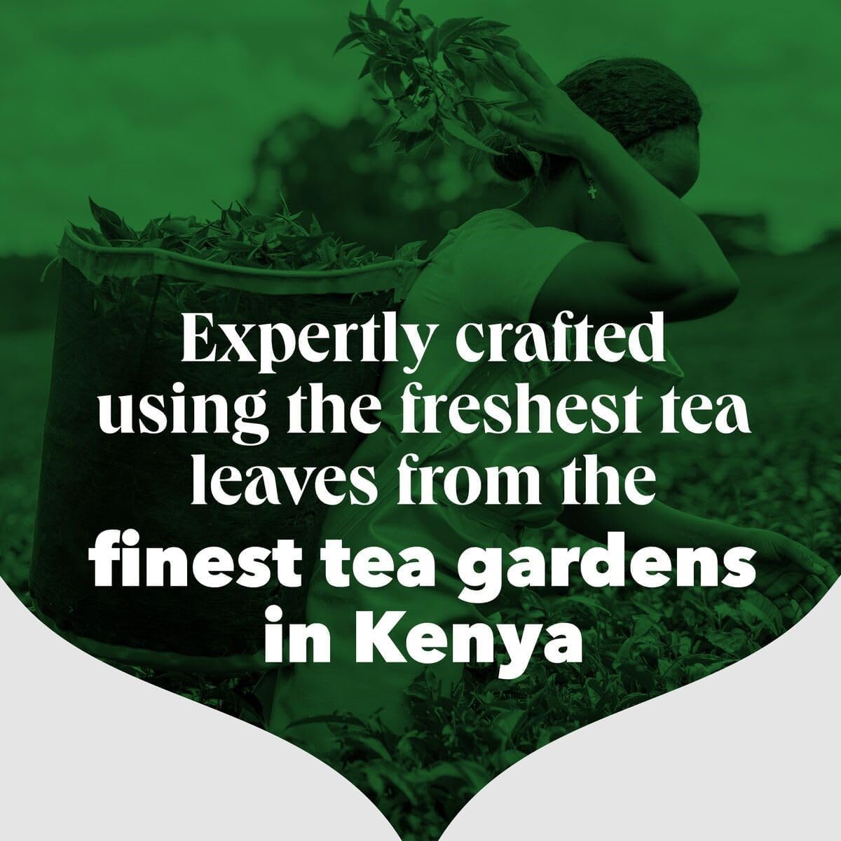 PG Tips - Original Black Tea Bags Bulk, Individually Wrapped, Plant-Based Biodegradable, 200 Envelopes 5