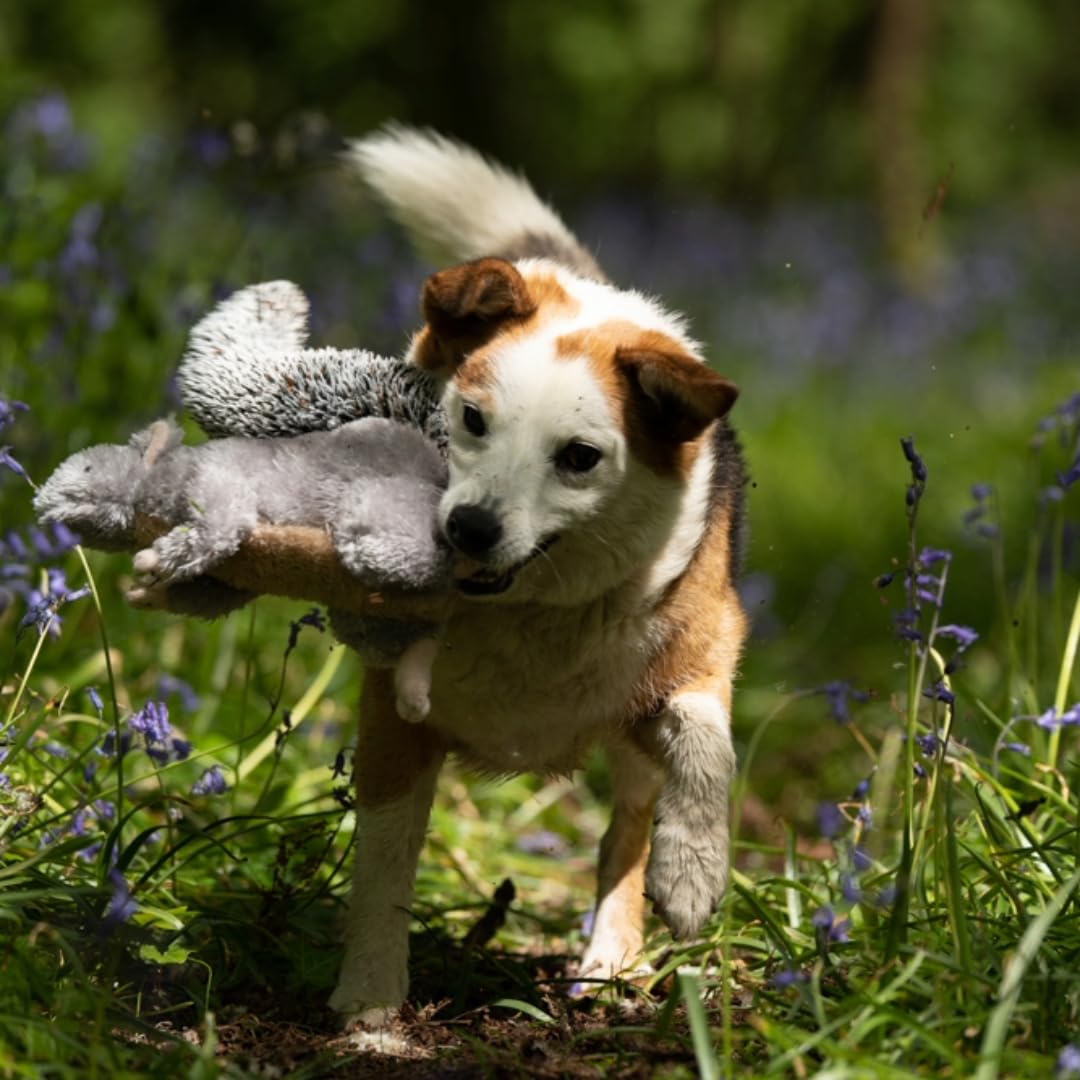 Petface Cyril The Squirrel Plush Dog Toy with Built-In Squeaker | Washable, Grey & Brown 6