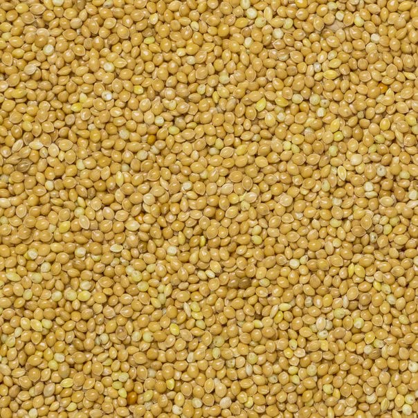 Wholefood Earth Millet Grain 1 kg - GMO Free, Gluten Free, High Fibre Whole Grain