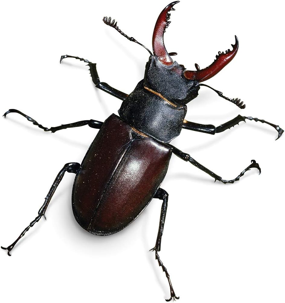 My Living World Safari-Nature Explorer Bug Catcher Set - Educational Science Kit for Kids 5-8 5