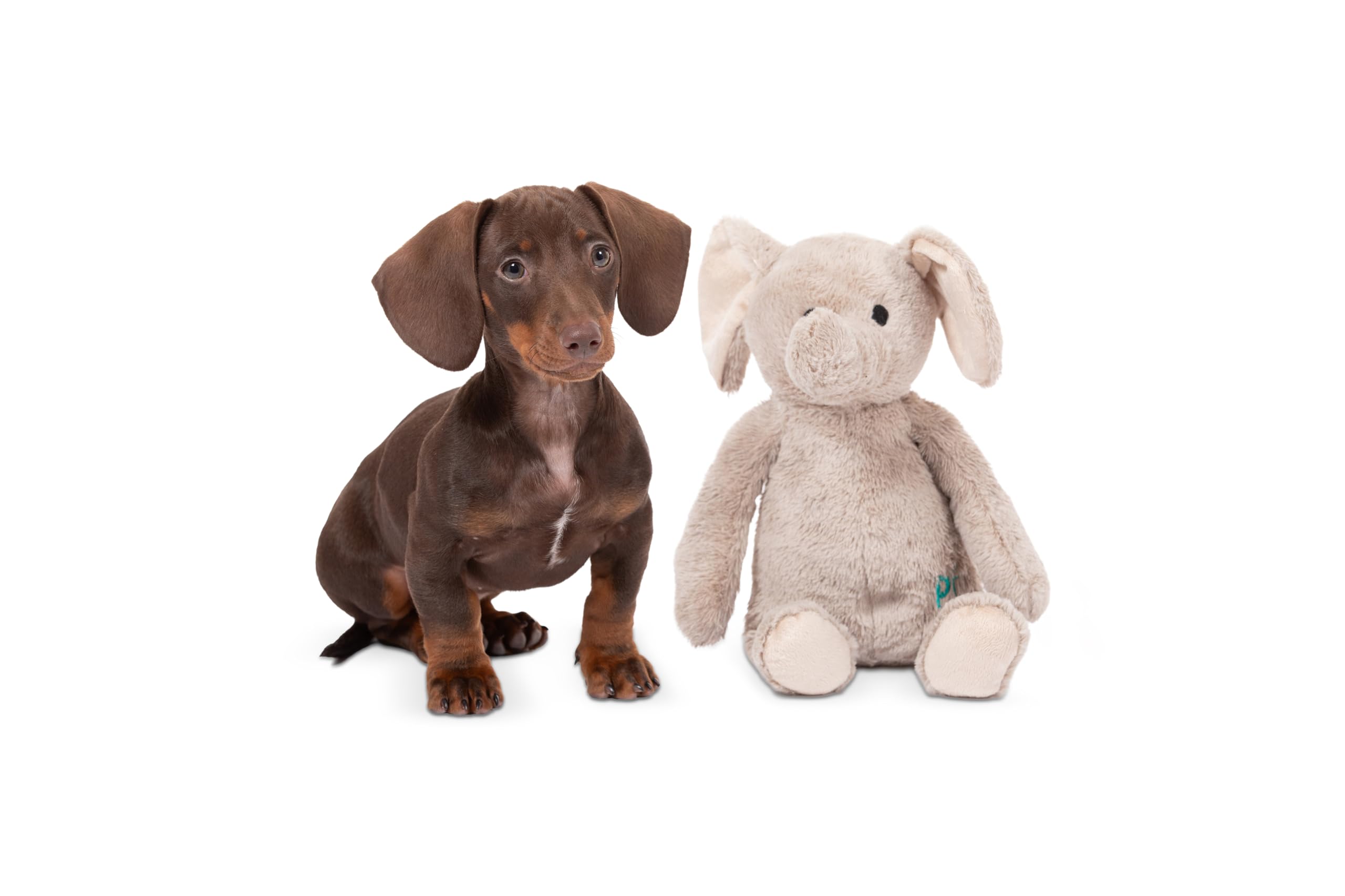 Petface Little Petface Betty Elephant Plush Puppy Dog Toy | Lightweight & Durable | For Small Breeds 8