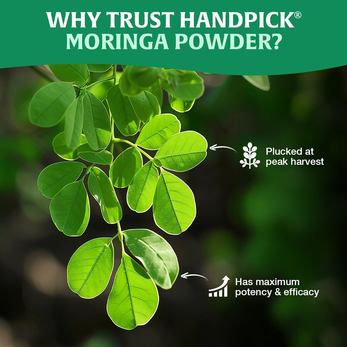 HANDPICK Moringa Powder - Pure Moringa Oleifera Leaves for Smoothies, Lattes & Tea | 500g Resealable Pouch 7