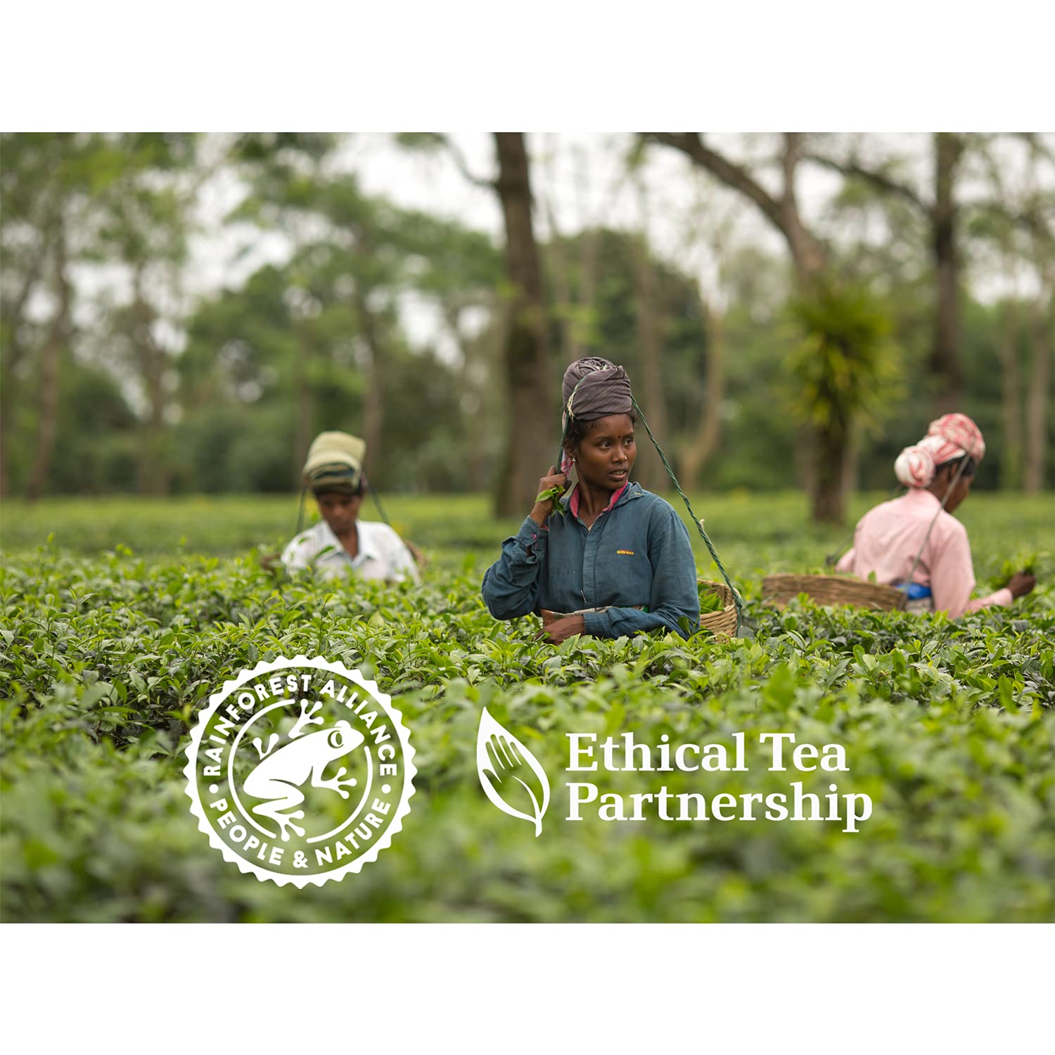 Tetley Decaf Grüner Tee – Packung mit 300 Beuteln, 600 Gramm (6er-Pack) 4