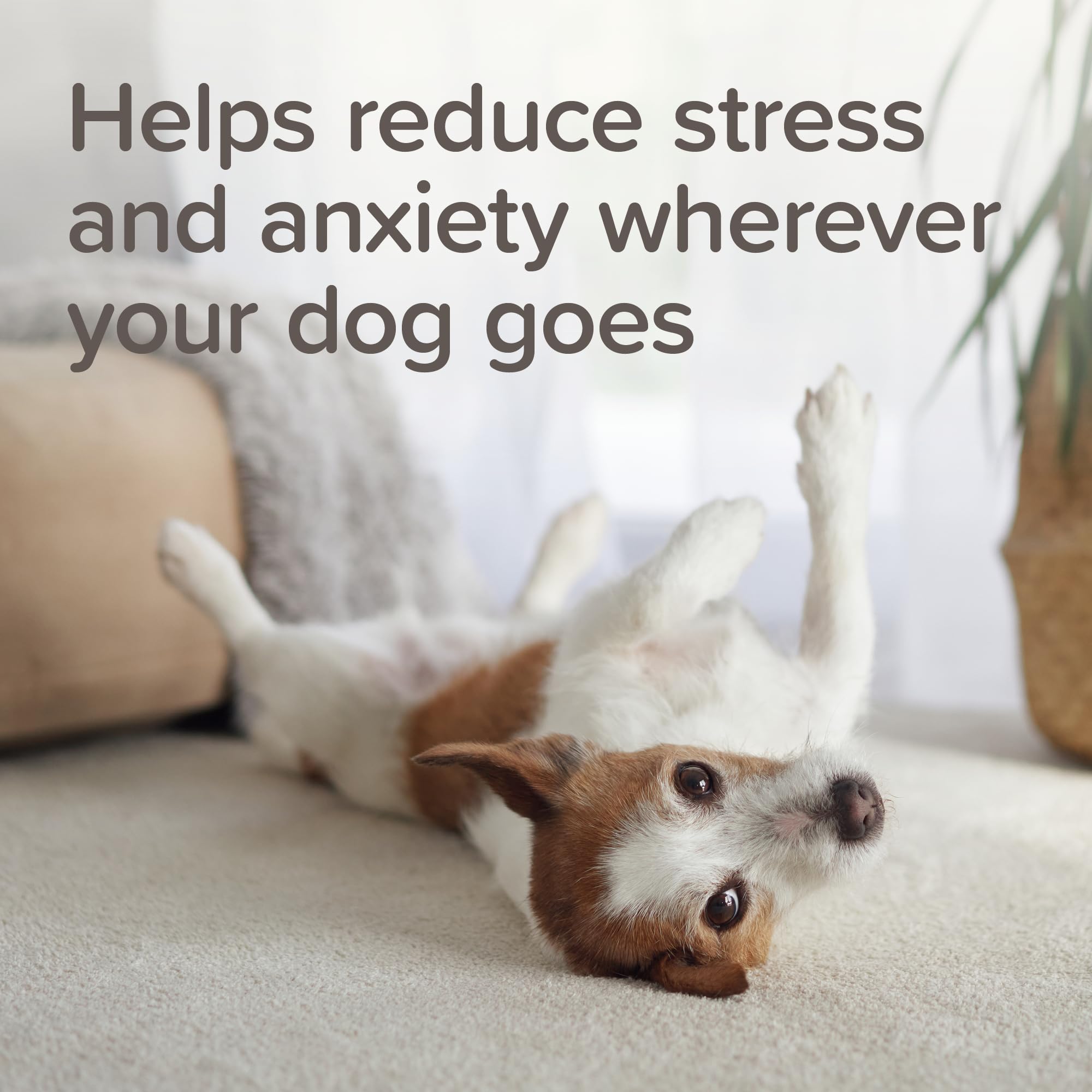 Beaphar StressLess Herbal Calming Spot-On for Dogs - 3 Pipettes | Up to 3 Weeks Support 3