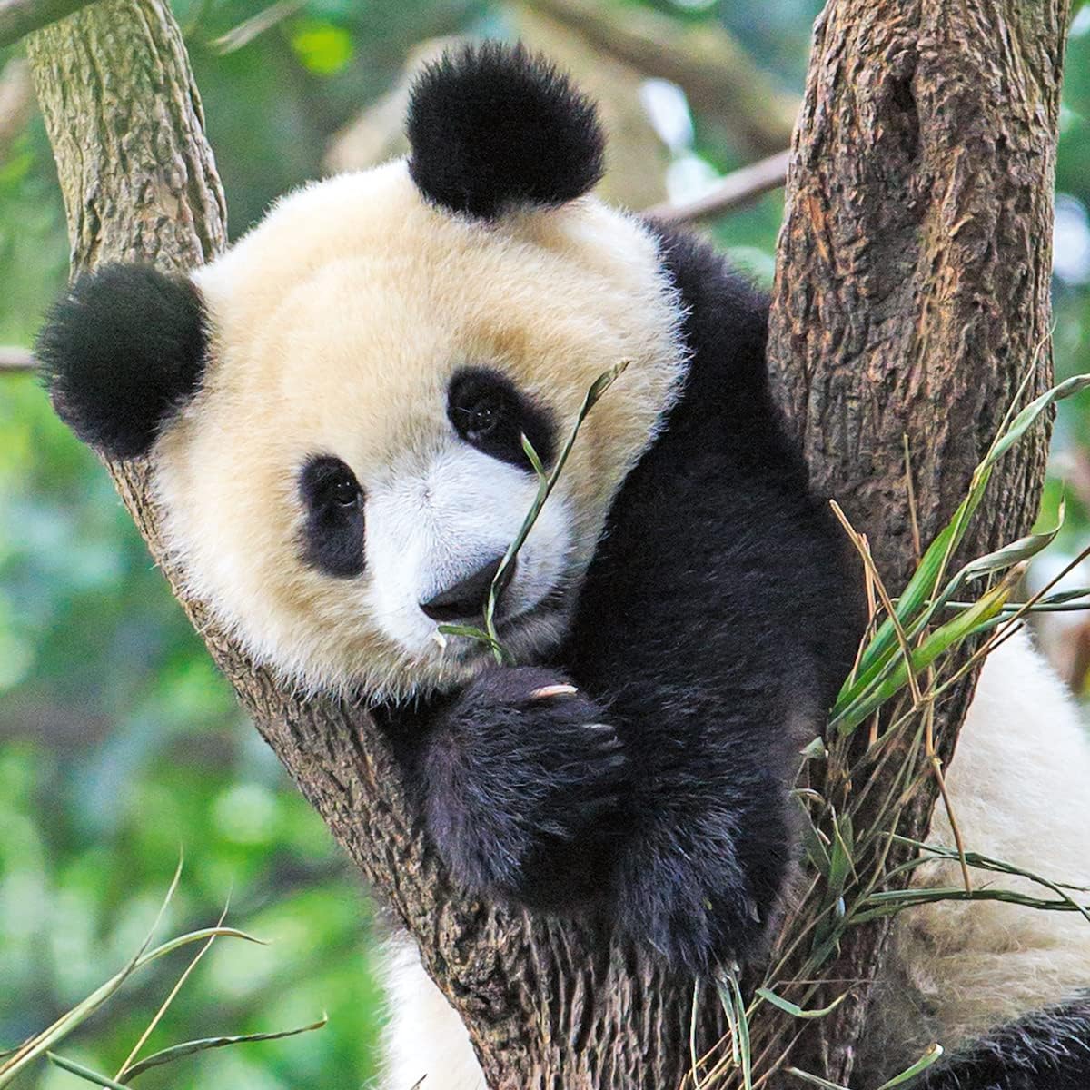 Ravensburger Wildlife 3x 49-Piece Jigsaw Puzzles for Kids 5 Years and Up