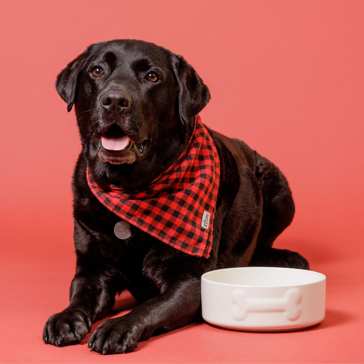 Mason Cash Colour Mix Cream Dog Bowl - 1.5 Litre | 20cm Diameter | Stoneware