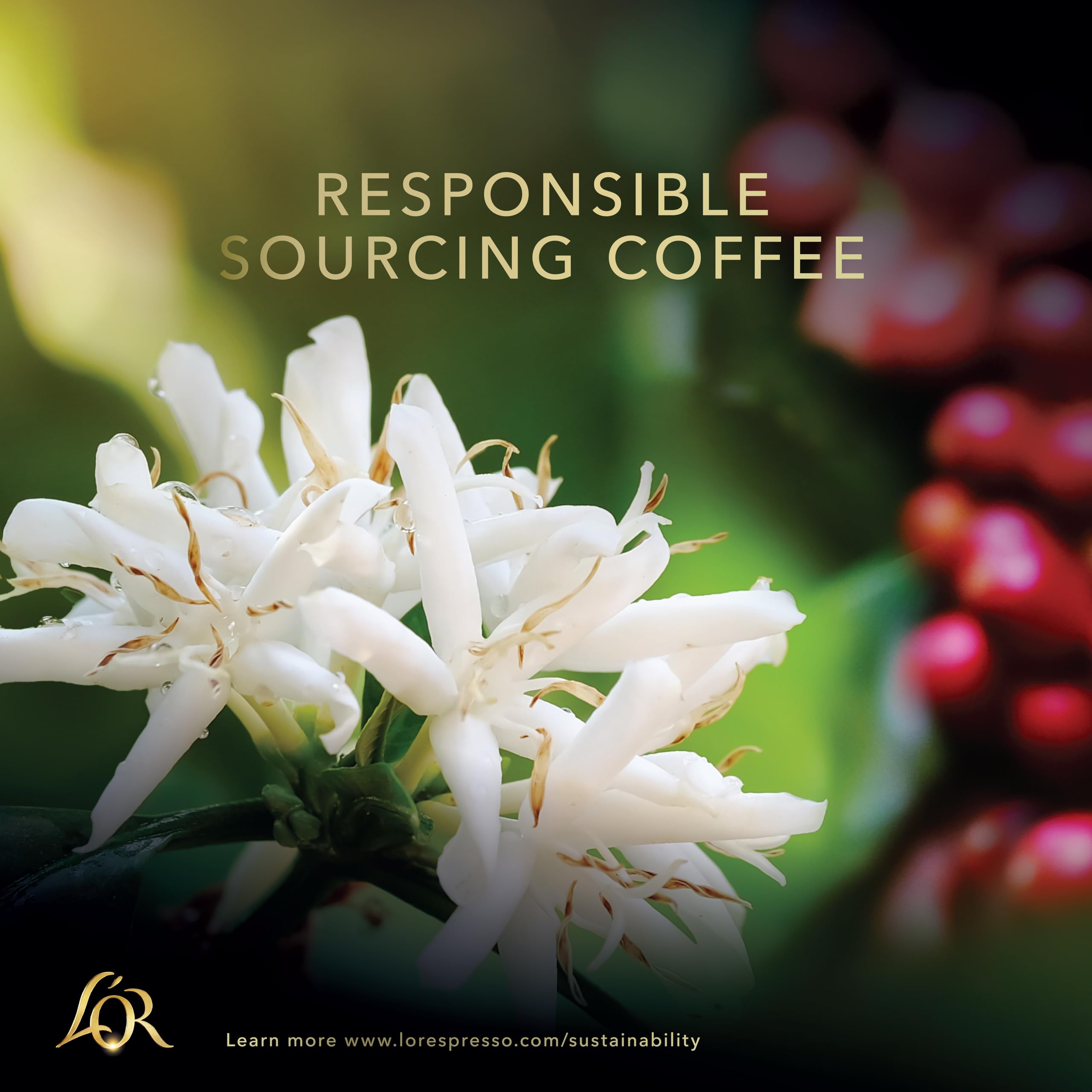 L'OR Barista Double Decaffeinato XXL Aluminium Coffee Capsules - Pack of 50 (5 x 10 Pods) 3