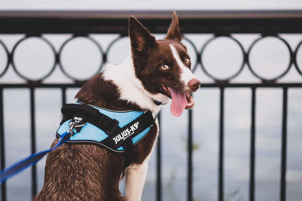 Julius-K9 Powerharness - XS/Mini-Mini, Black