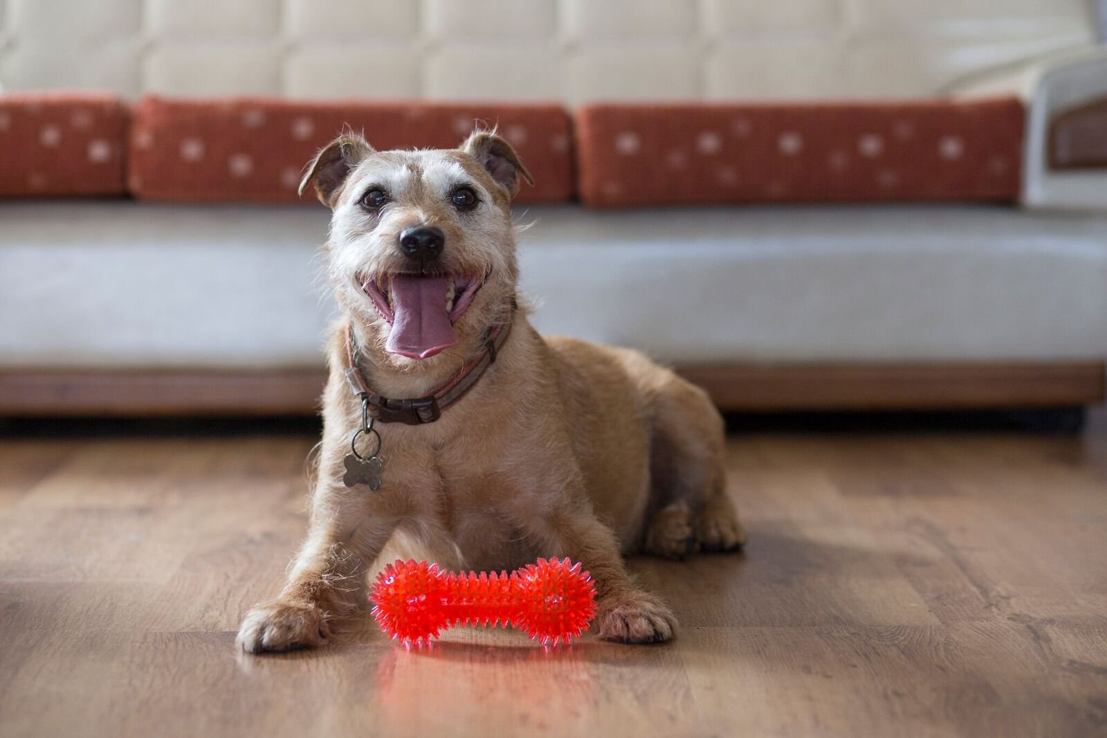 Gor Pets Flex Squeaky Dumbbell Dog Chew Toy - Durable TPR, 15.5 cm, Assorted Colors