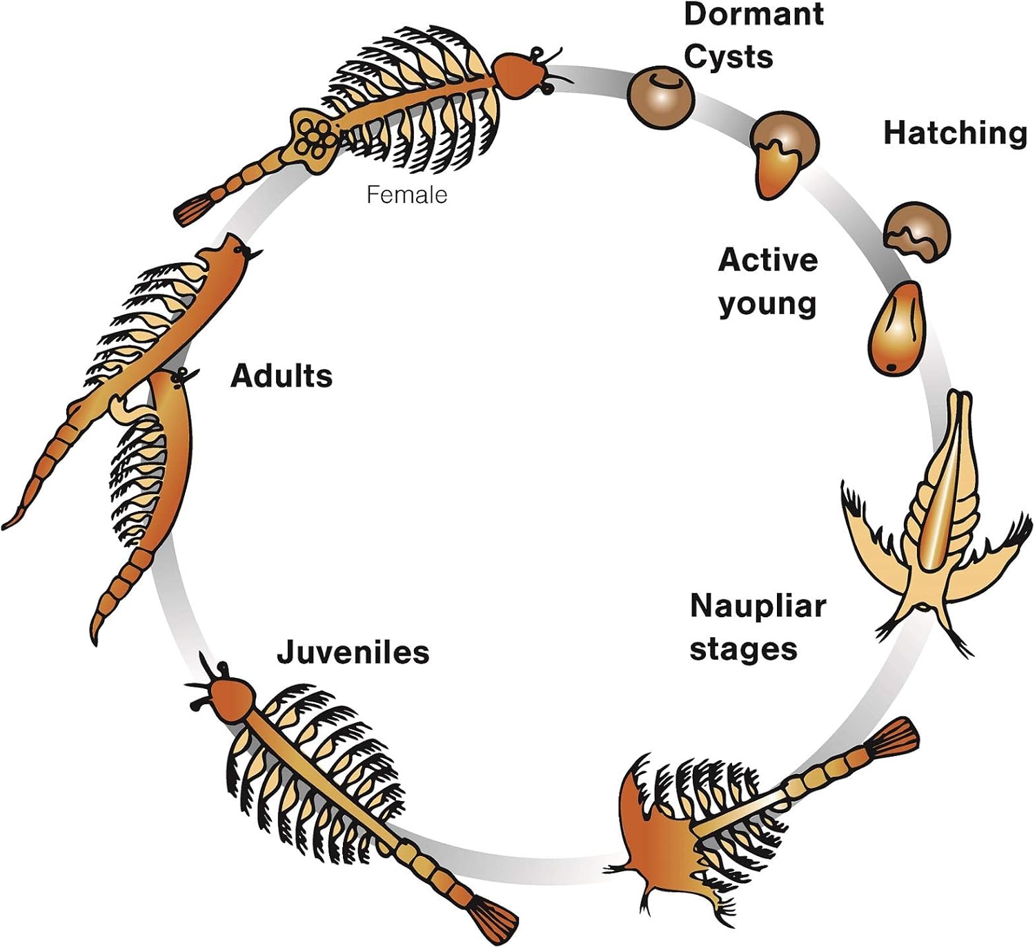 Aqua Dragons - Underwater World Deluxe Live Aquatic Creatures Kit 5