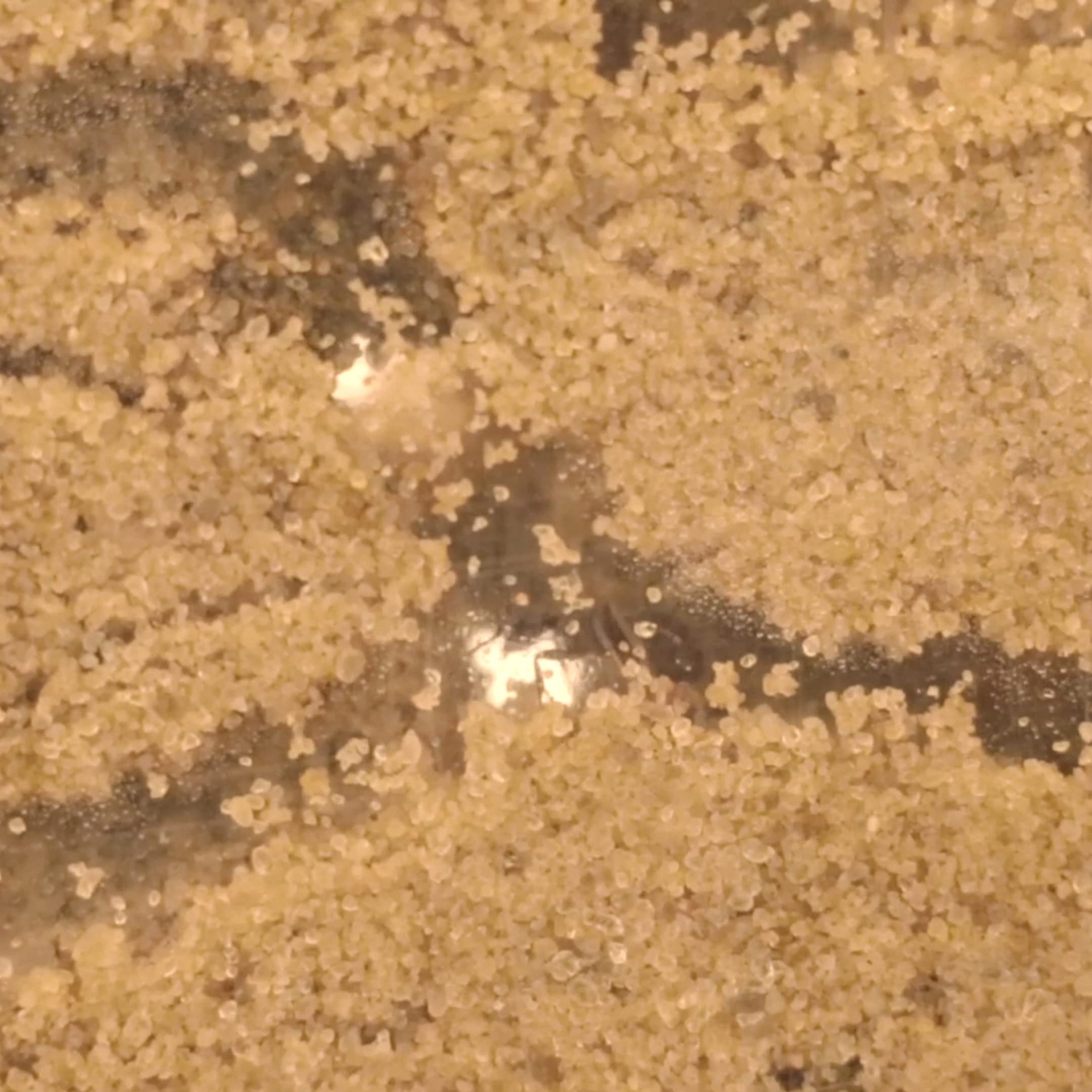 My Living World Ant World - Educational Science Playset for Kids 4