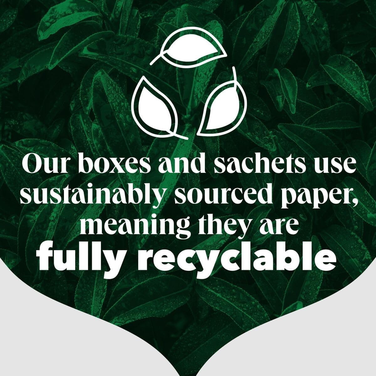 PG Tips - Original Black Tea Bags Bulk, Individually Wrapped, Plant-Based Biodegradable, 200 Envelopes 9