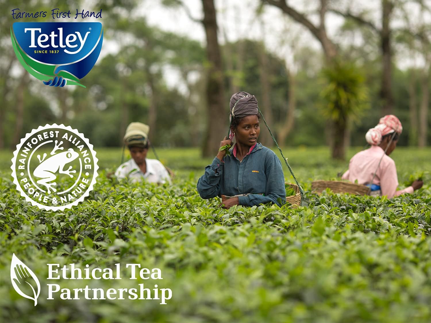 Tetley Original Teeumschläge (200er-Packung) 3