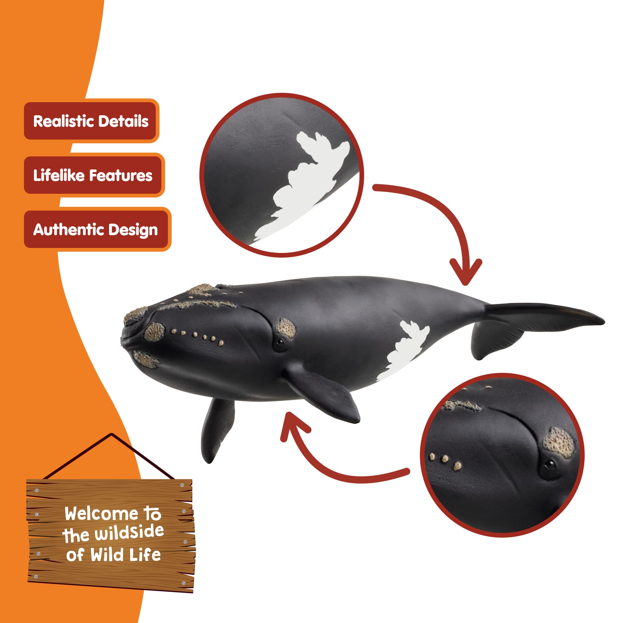 Schleich Wild Life Right Whale Figurine - Realistic 19cm Ocean Animal Toy for Kids 4