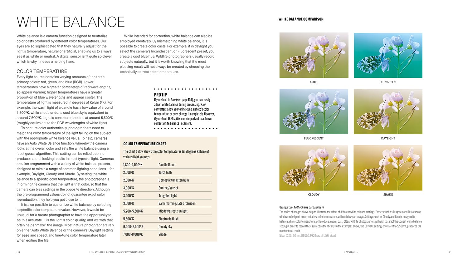 Ammonite Press The Wildlife Photography Workshop - Updated Edition | Paperback | English 3