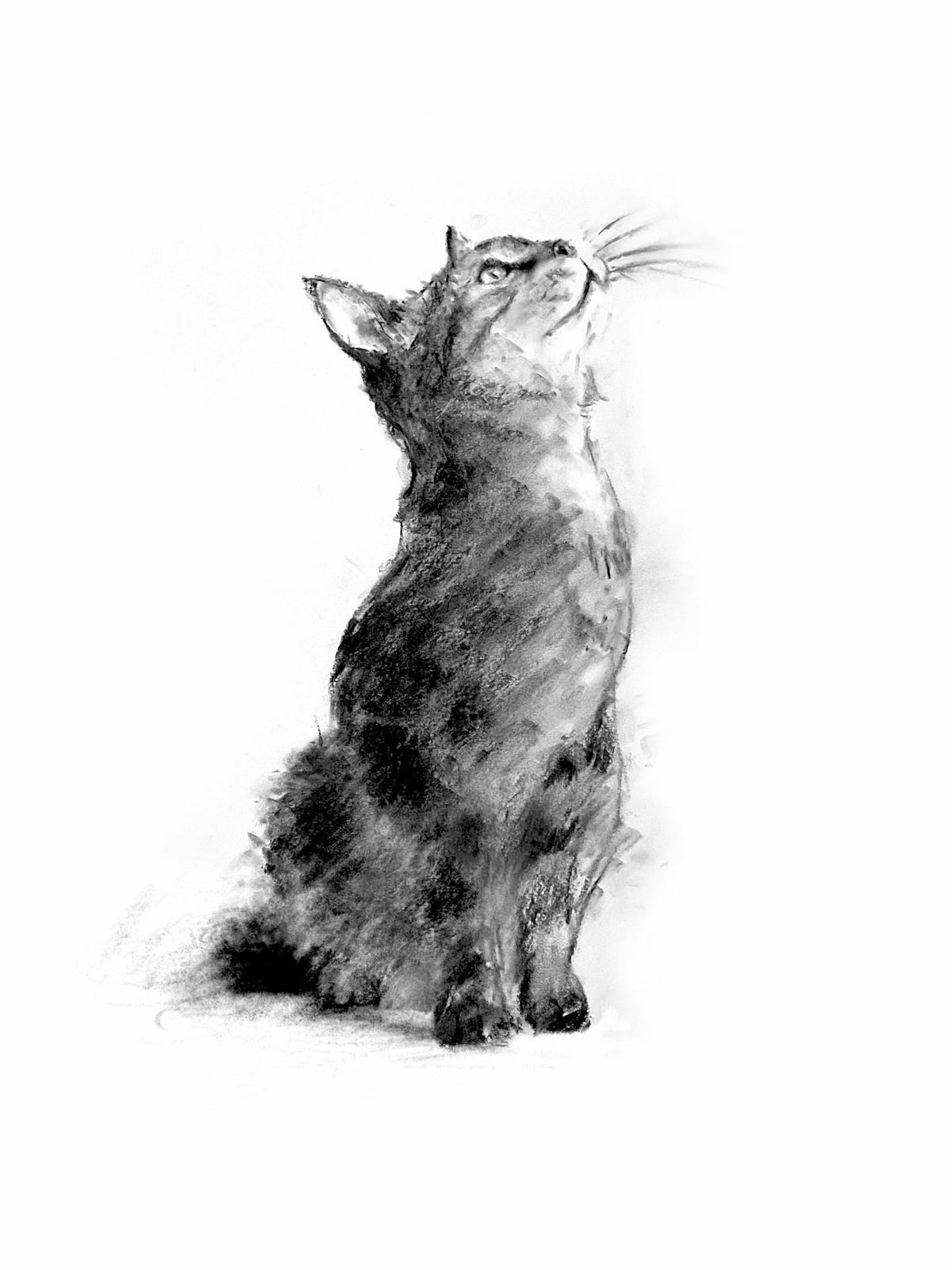 The Cat's Tales: Feline Fairy Tales and Folklore - Paperback