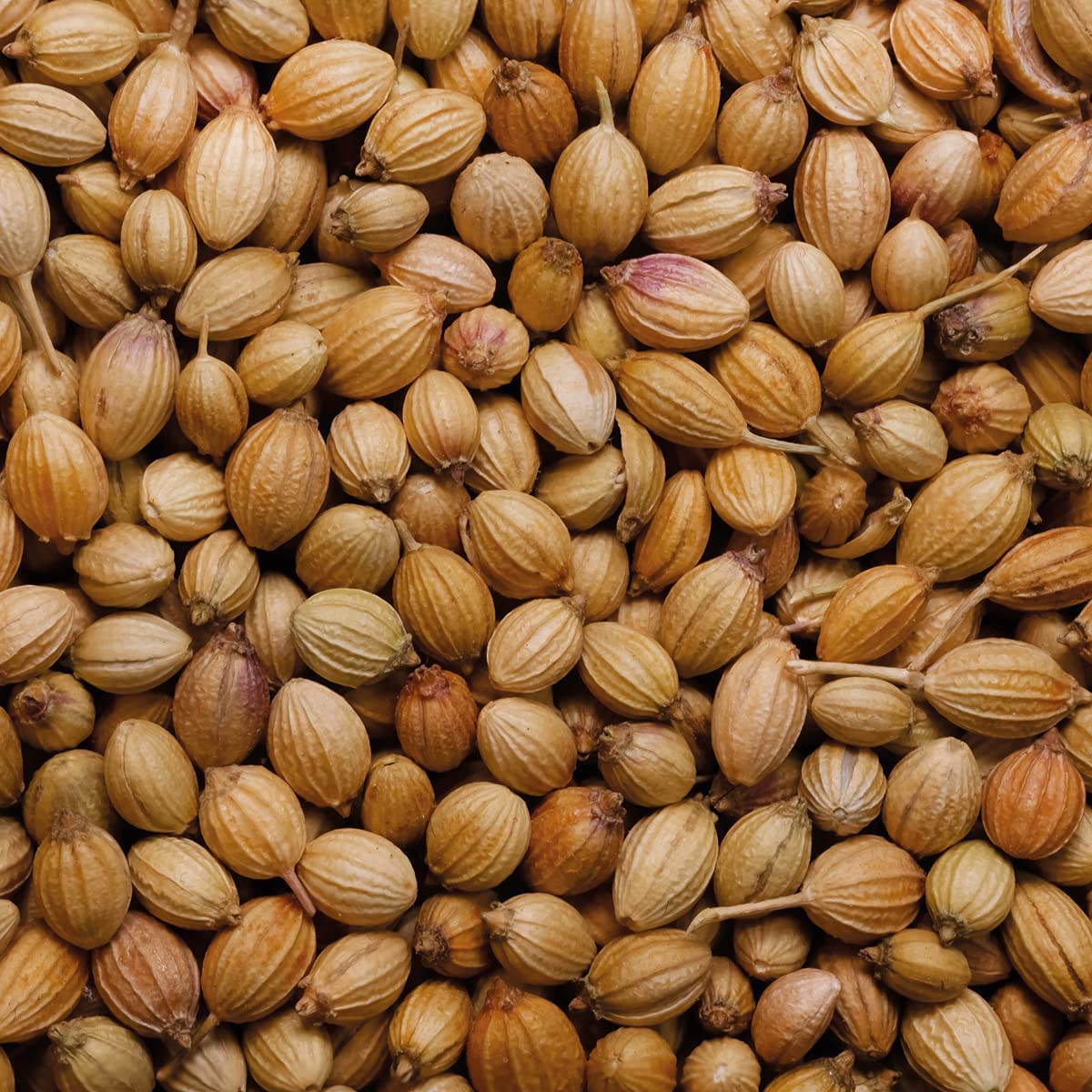 Rajah Whole Coriander Seeds - Expertly Sourced | 50g Pack | Vegetarian Approved