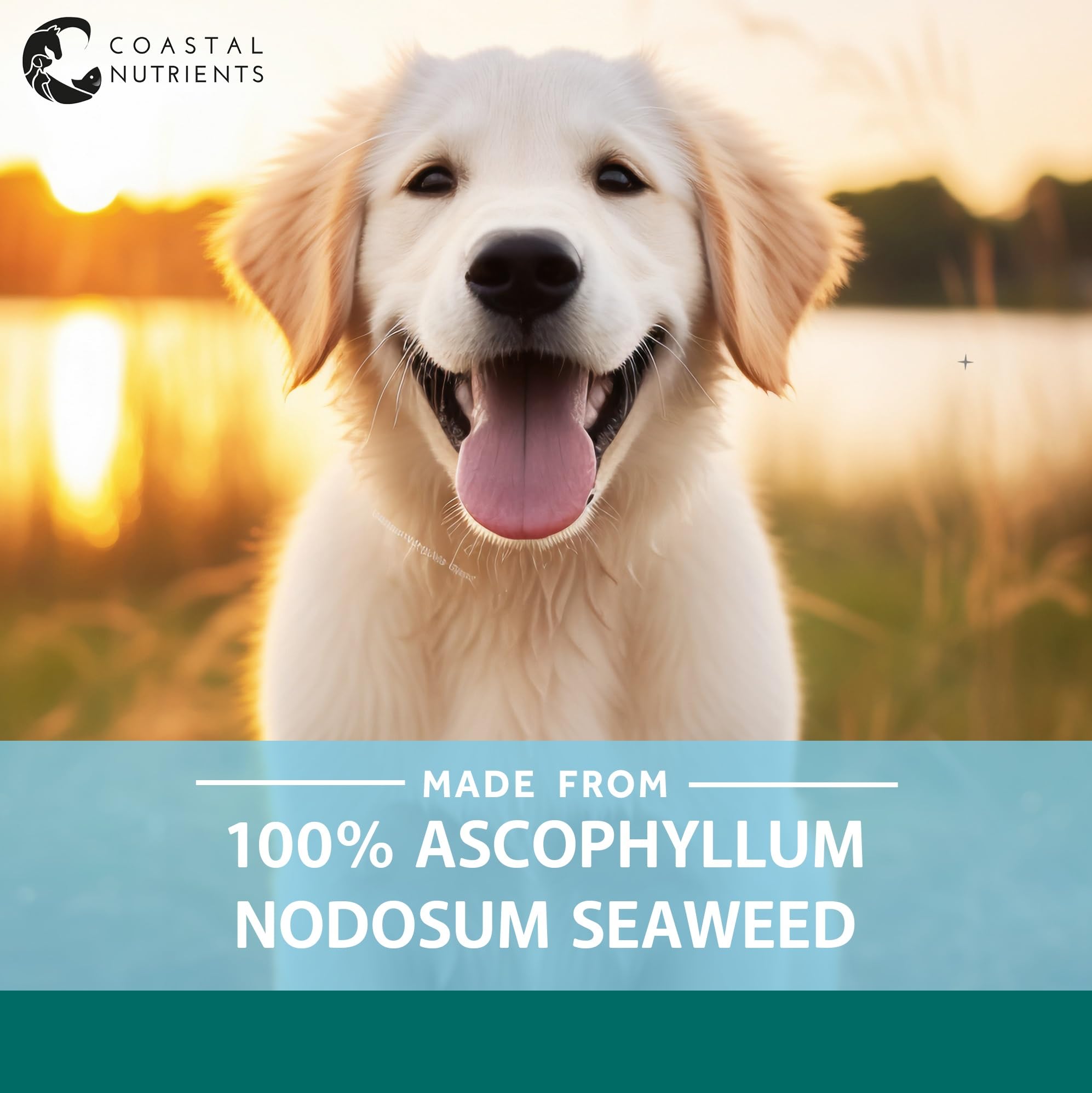 Coastal Nutrients Sea Dog Dental Powder for Dogs - Oral Hygiene & Gut Health | 250 g 7