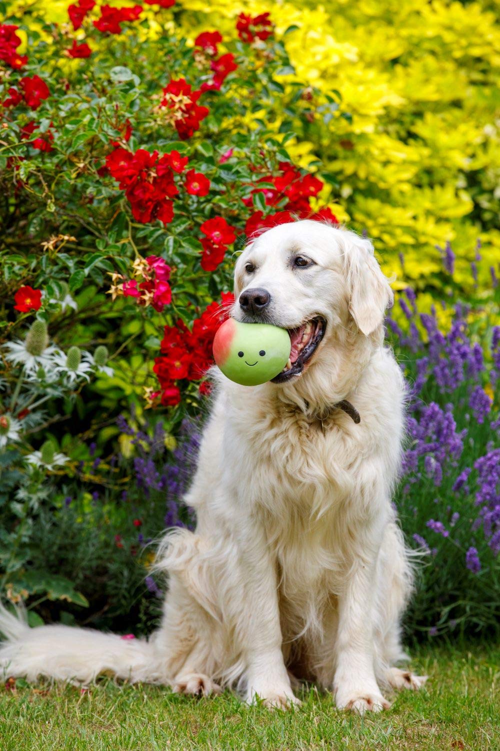 Petface Latex Apple Soft Chew Dog Toy - Small Size | Durable Squeak Toy