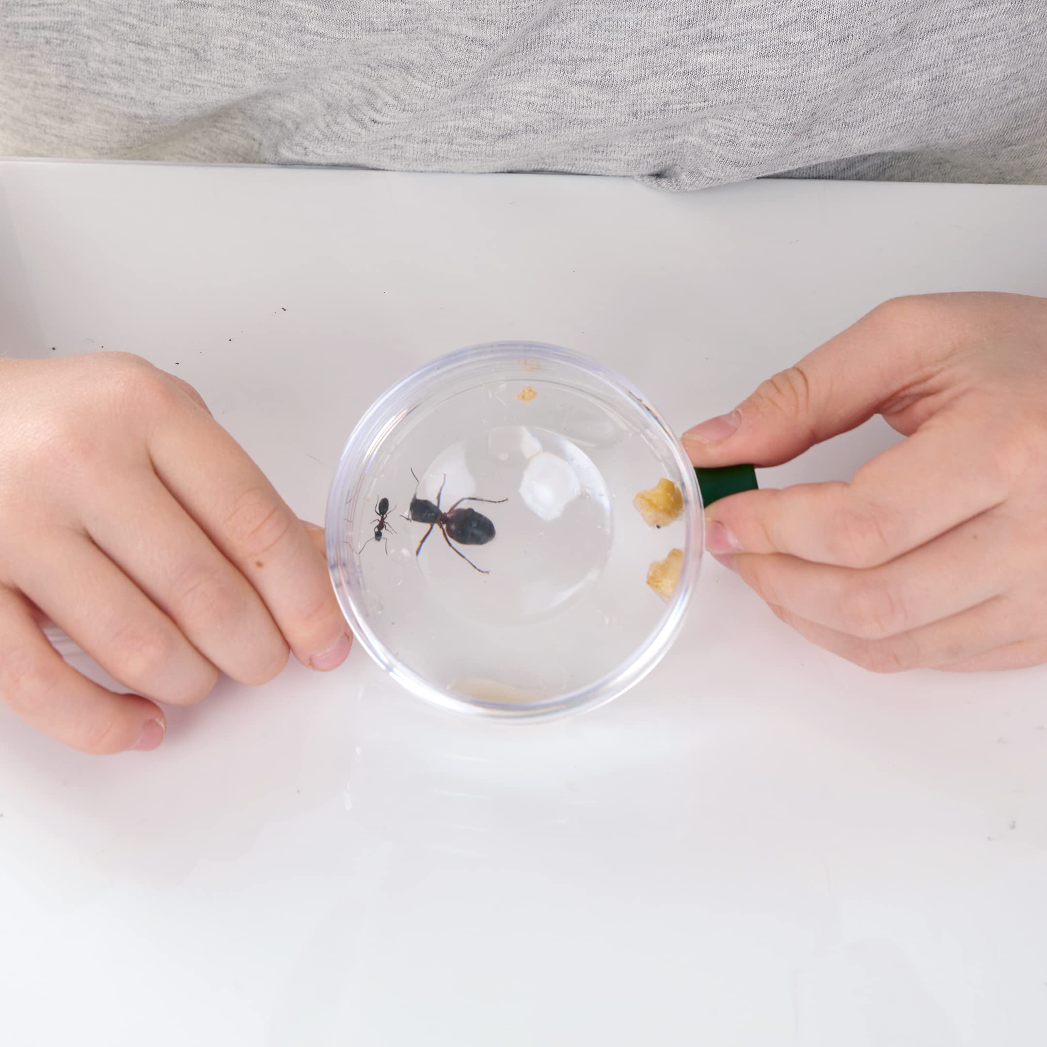 My Living World Ant World - Educational Science Playset for Kids 3