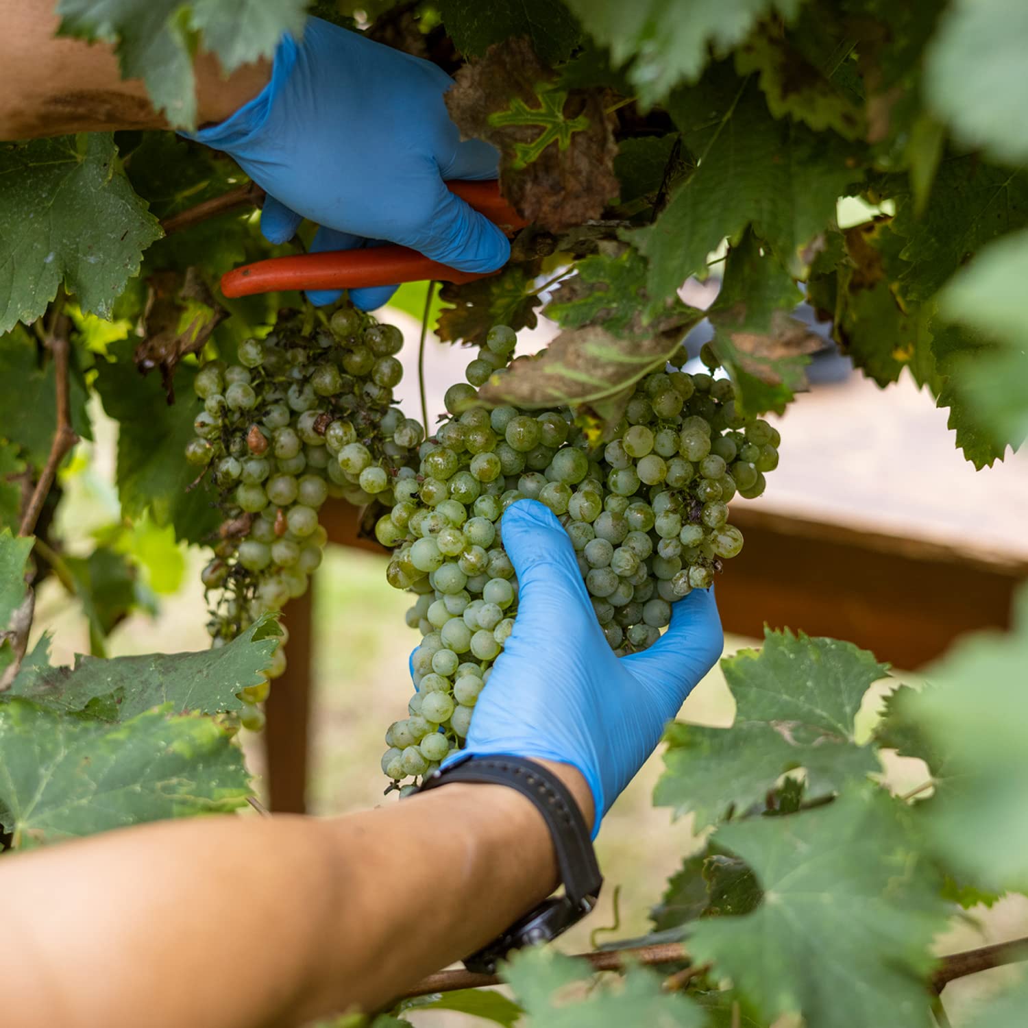 Mazzetti Yellow Label Core 2 Leaf Balsamic Vinegar of Modena 500ml 3