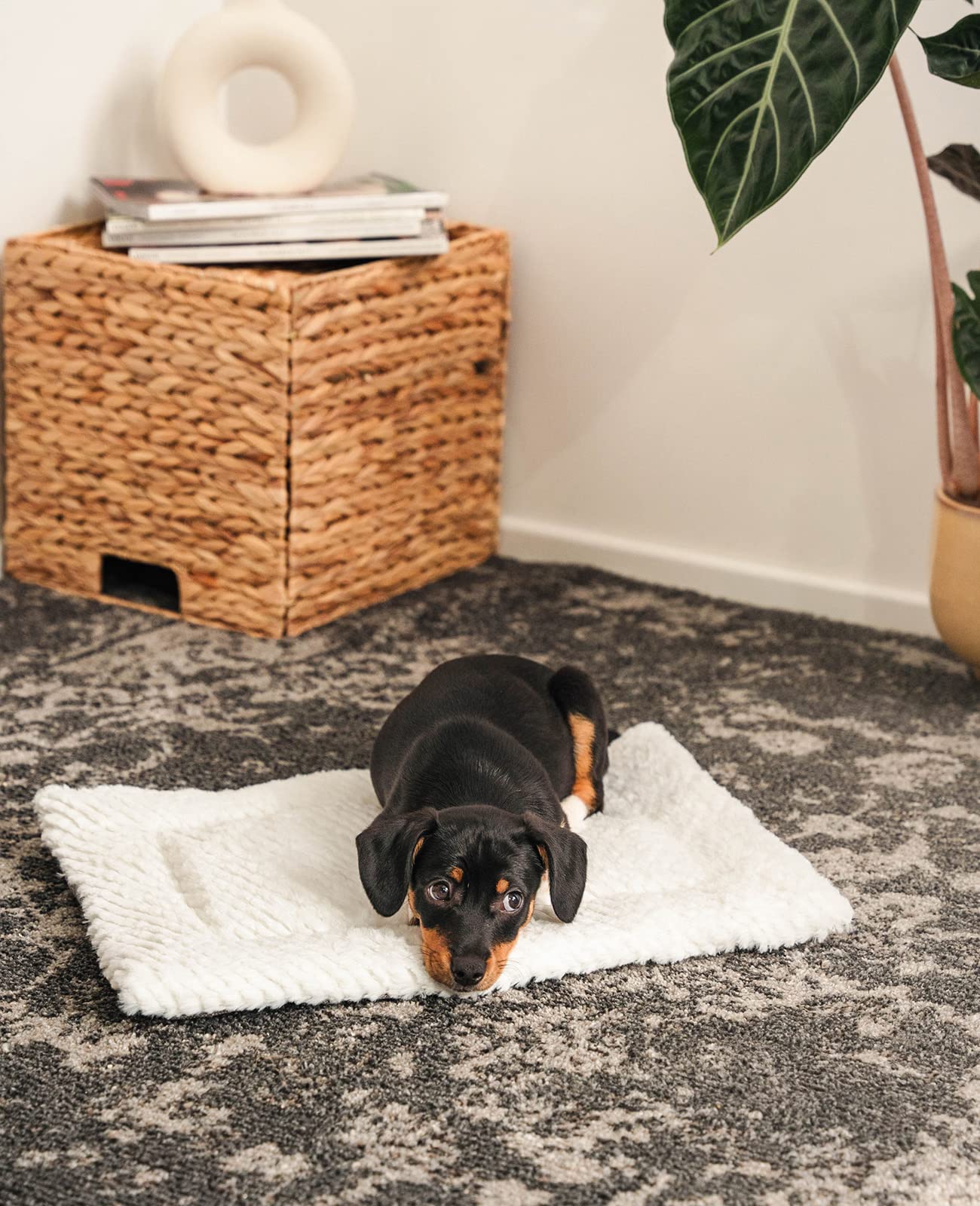 lionto Reversible Warming Pet Blanket for Dogs & Cats | 4 cm Thick Padding | Grey