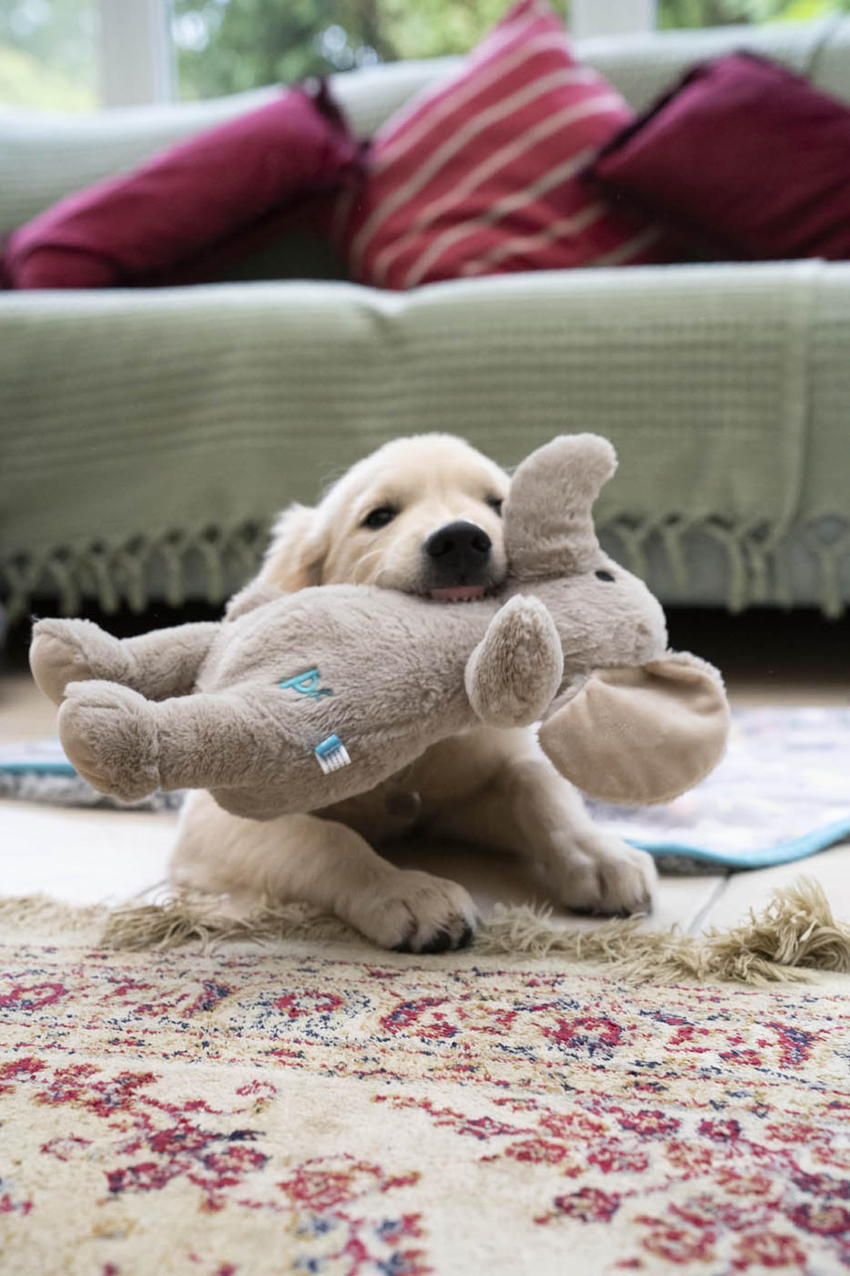 Petface Little Petface Betty Elephant Plush Puppy Dog Toy | Lightweight & Durable | For Small Breeds 9