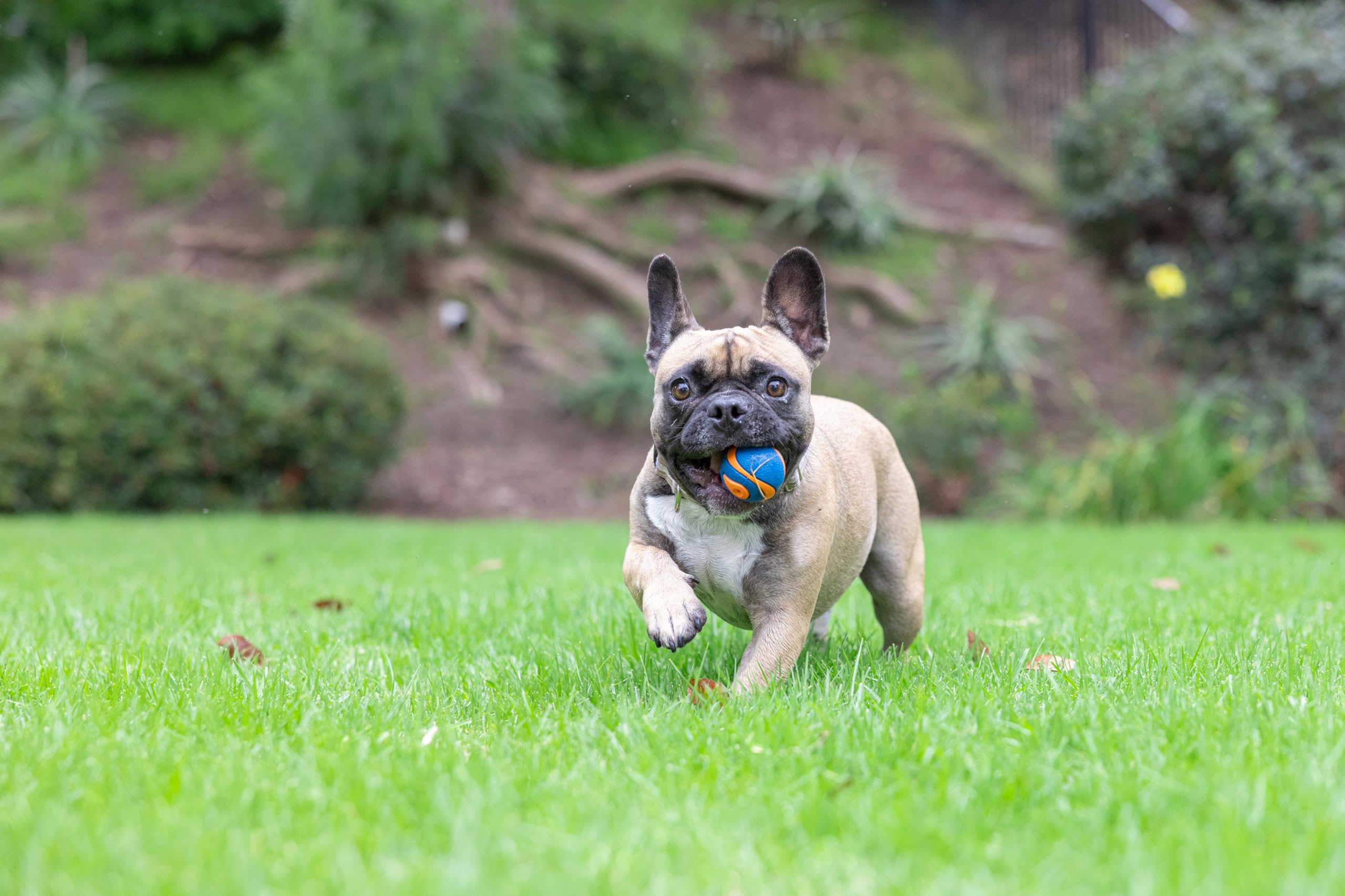 Chuckit! Ultra Squeaker Ball Dog Toy - High Bounce, Floating, Launcher Compatible | Small, 1 Pack 5