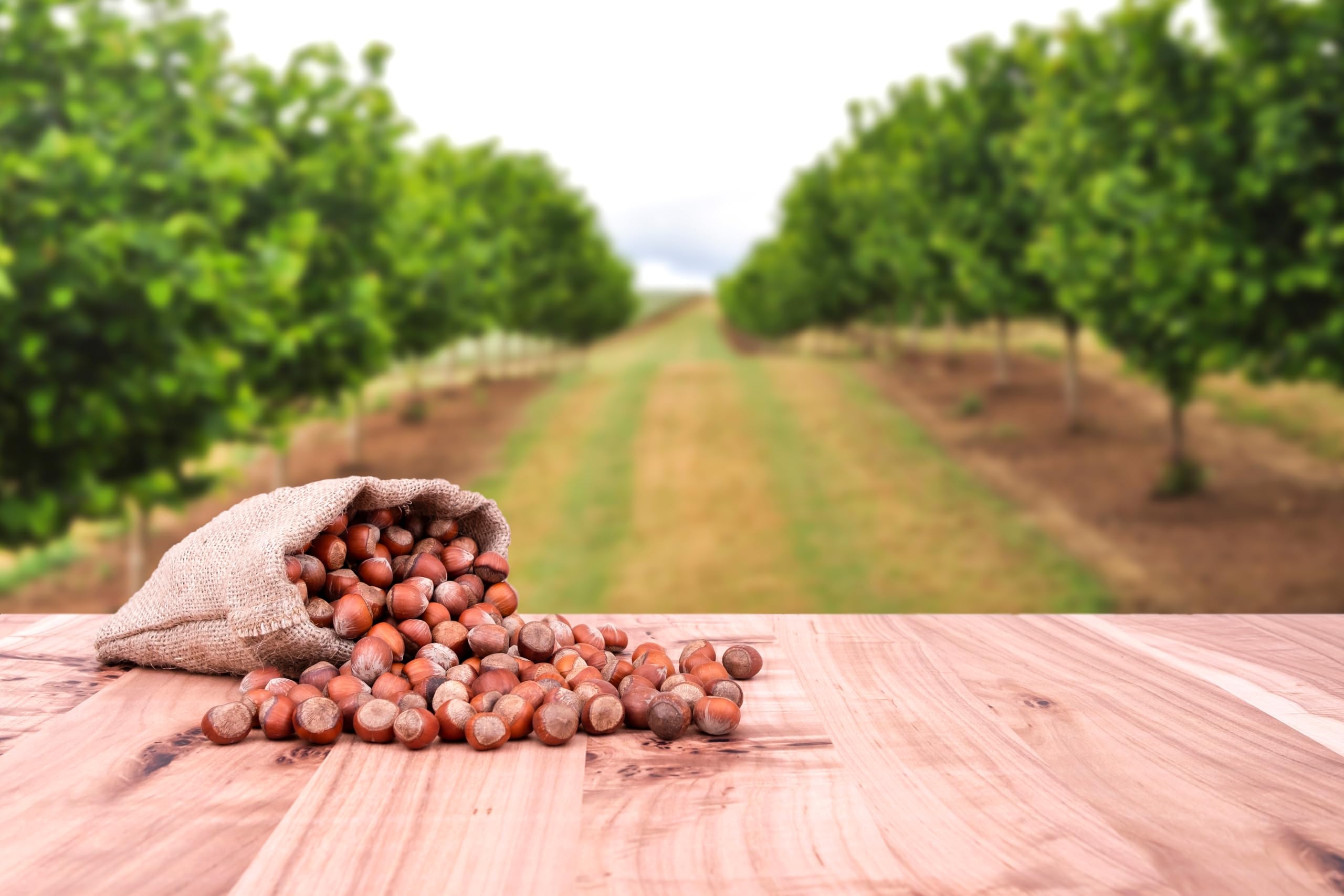 Mundo Feliz Organic Raw Hazelnuts - 2 x 500g Pack | Unsalted, Vegan-Friendly 4