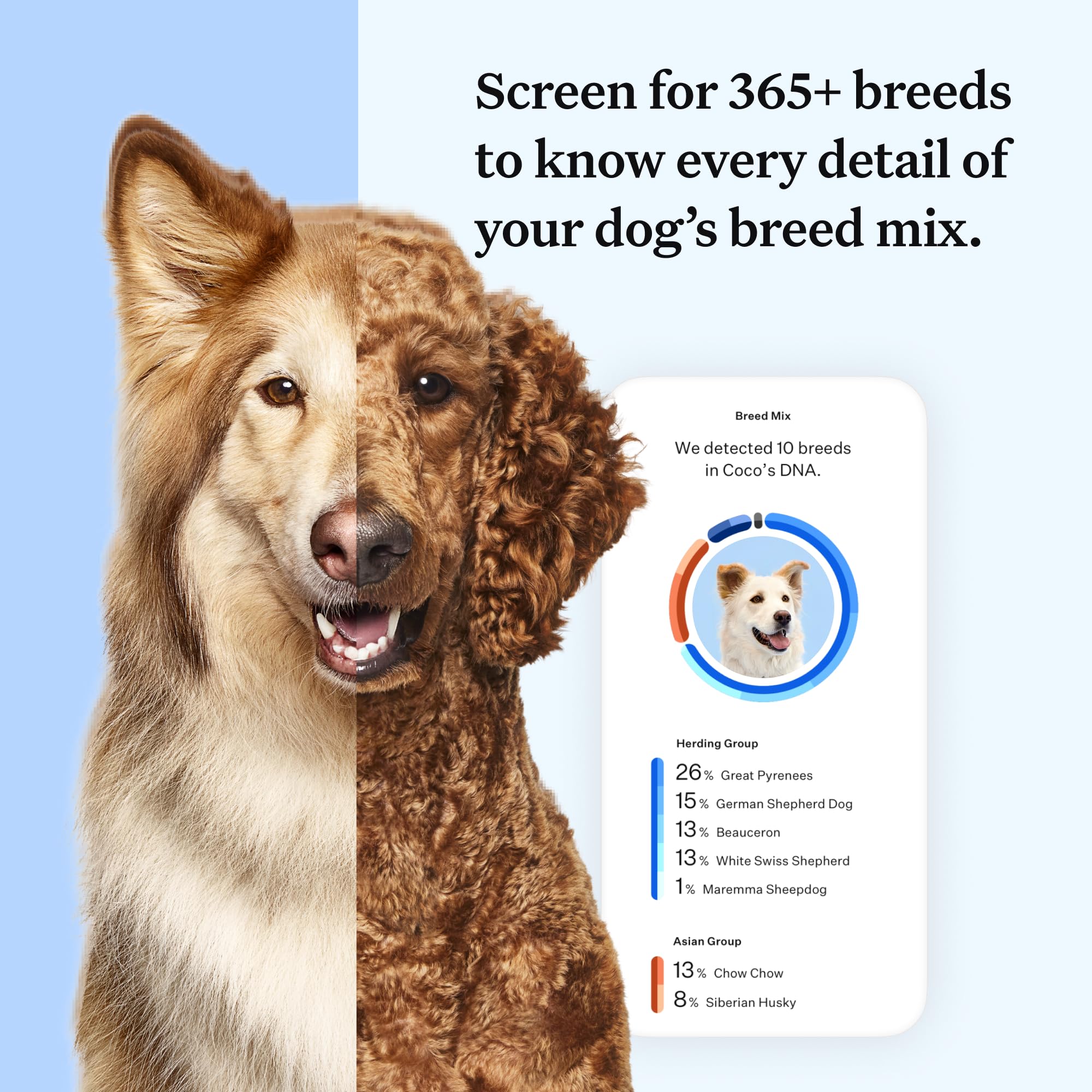 Wisdom Panel Essential Dog DNA Test Kit for Breed ID, Health Screening & Traits | 365+ Breeds 3