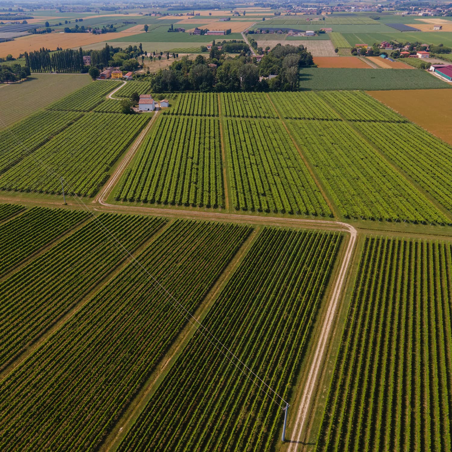 Mazzetti White Condiment - White Wine Vinegar (250ml) 5