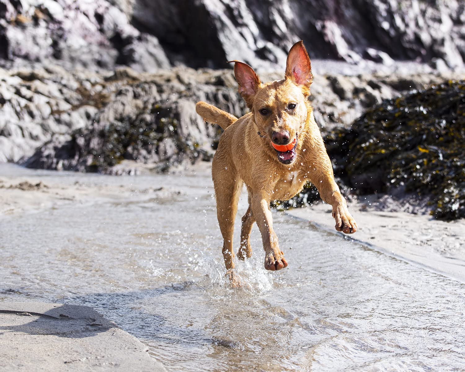 Chuckit! Fetch Ball Dog Toy - Durable Rubber for Small Dogs | Launcher Compatible | Pack of 2 4