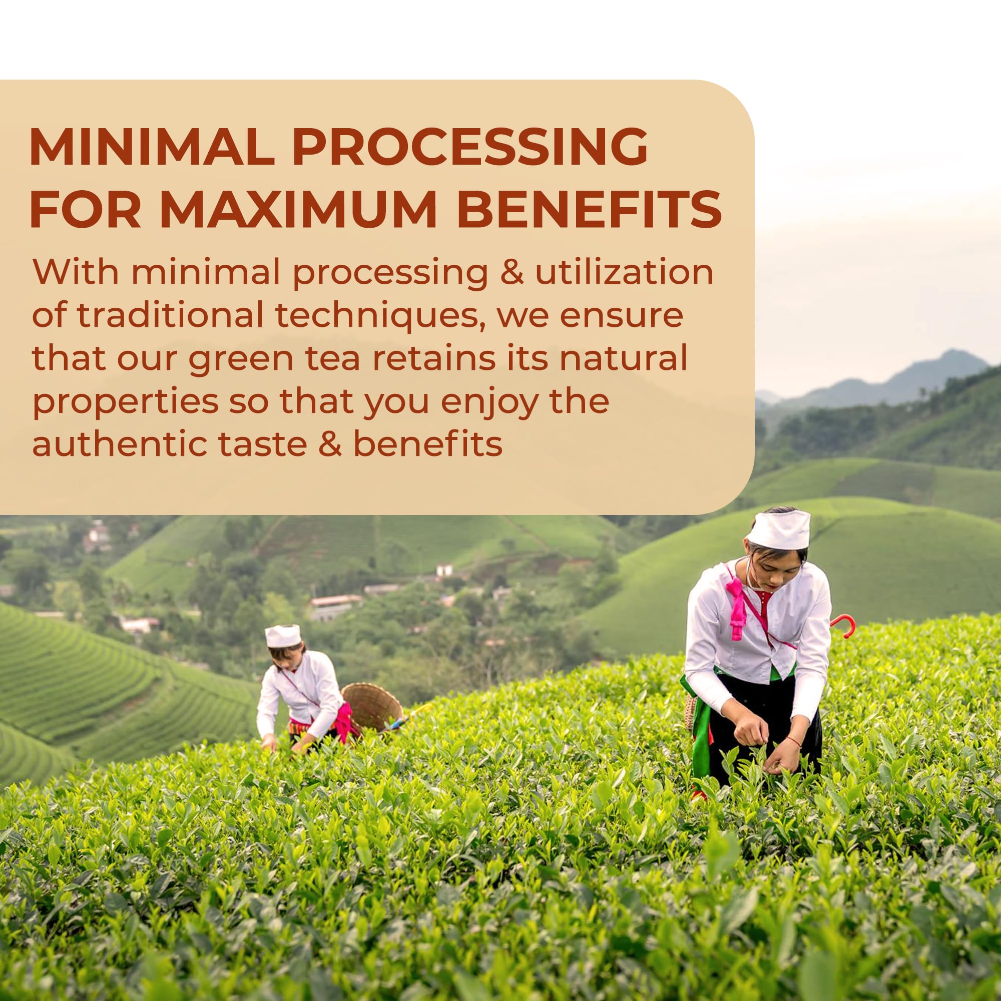 Double Dragon - China Oolong Tea 100% Pure | 100 Tea Bags 3