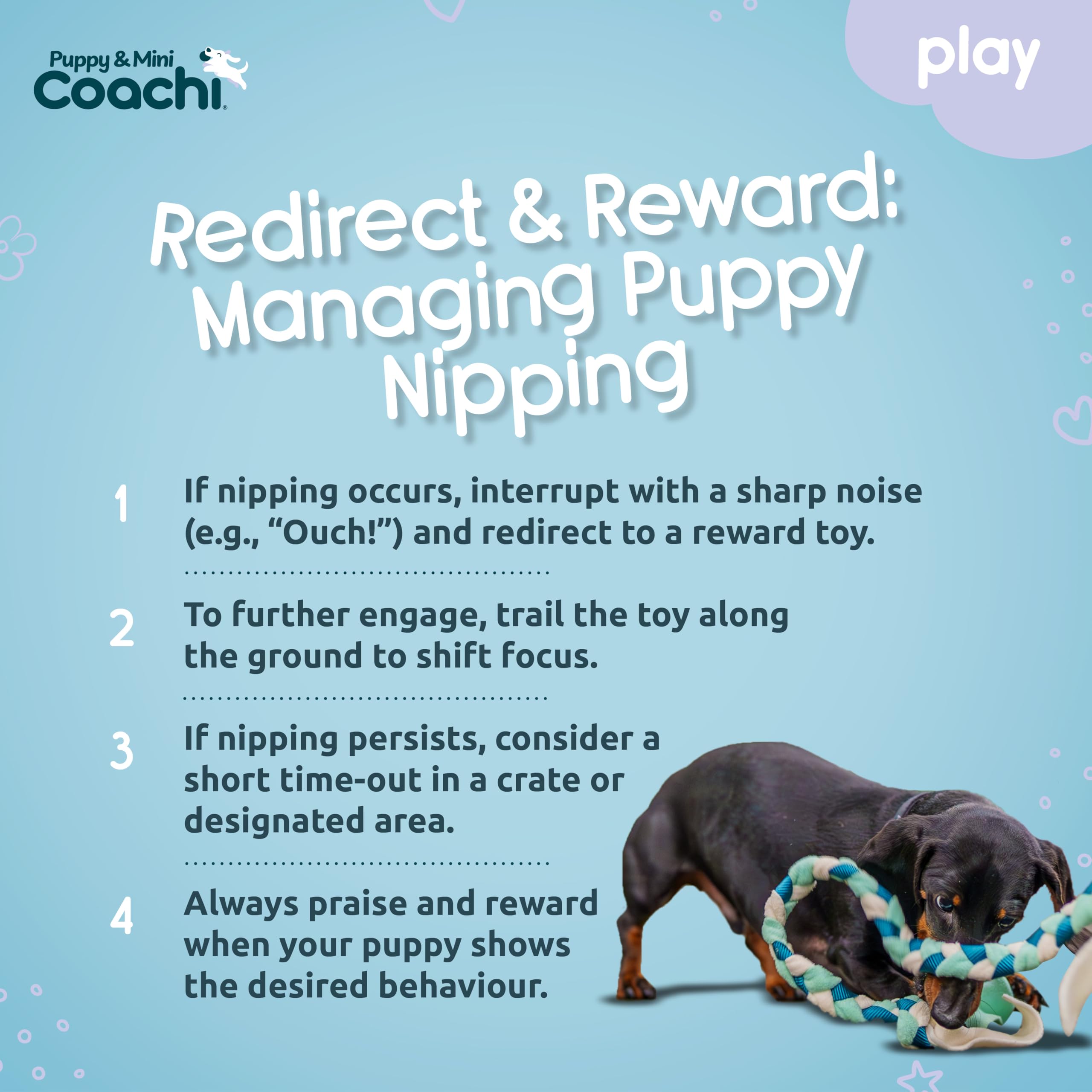 Coachi Puppy & Mini Tuggi Tug - Strong Fabric Tug Toy for Training & Play | Teal & Mint 5