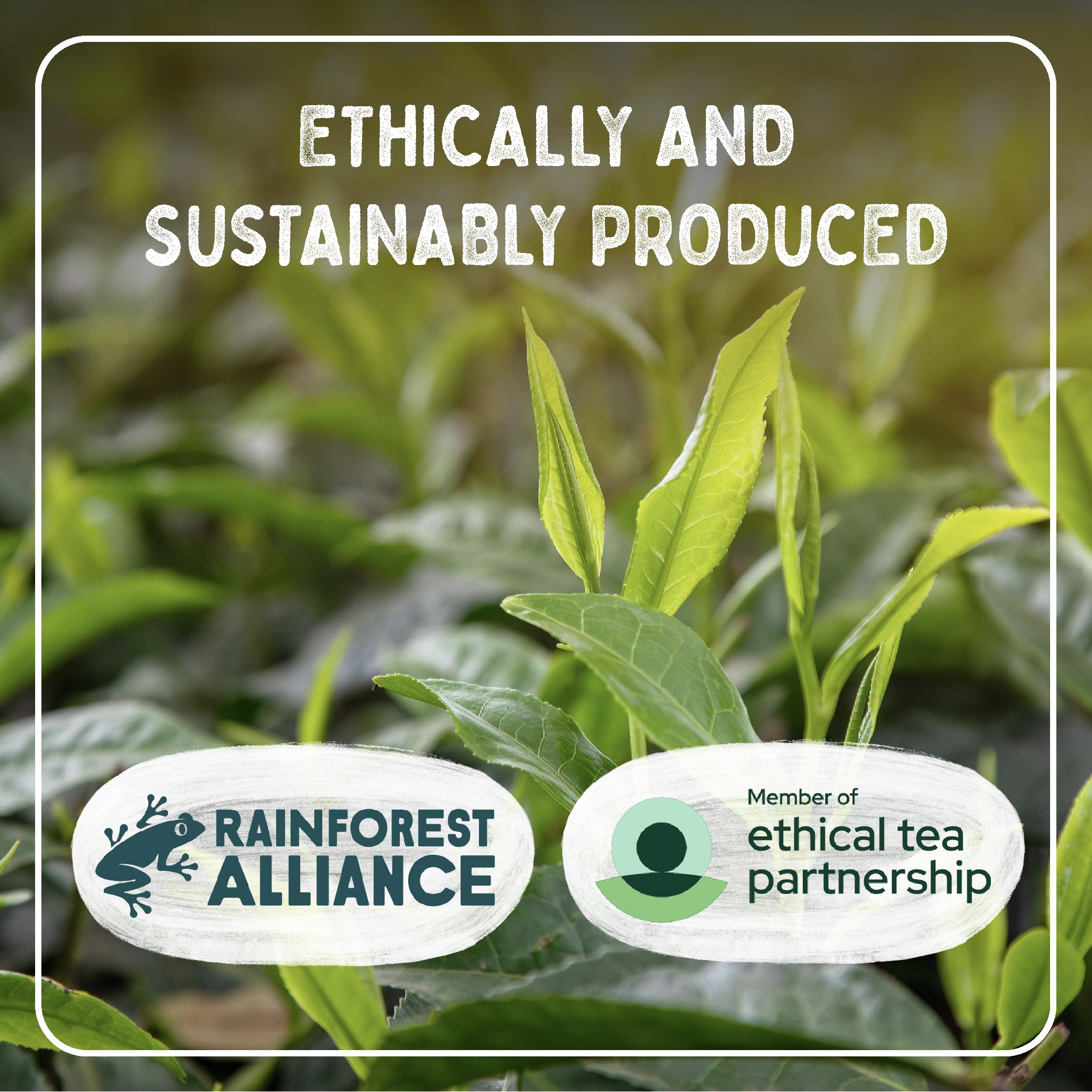 Typhoo One Cup Teebeutel, 440 Stück 9