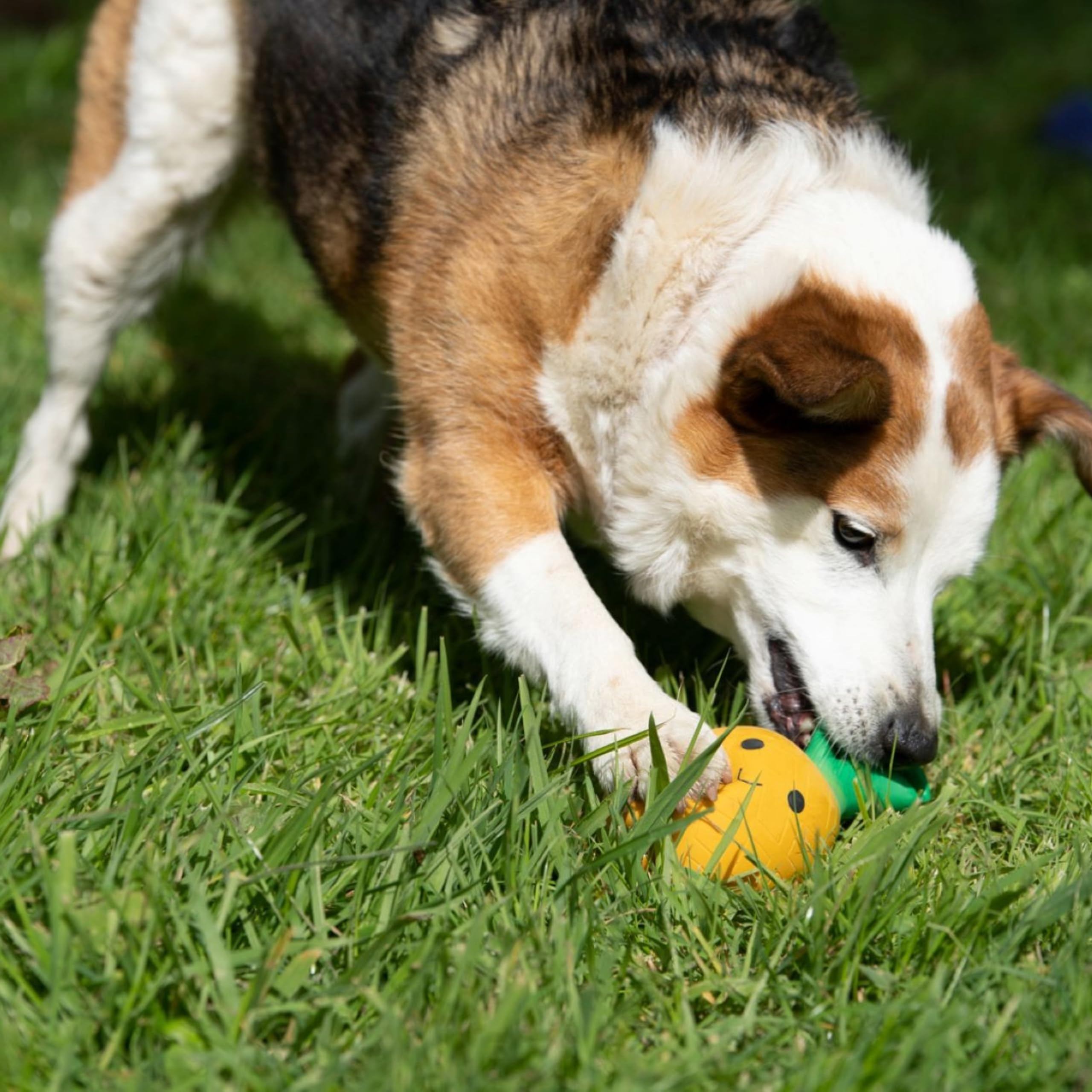 Petface Large Latex Pineapple Soft Chew Dog Toy - Squeaker Feature | Natural Rubber 6