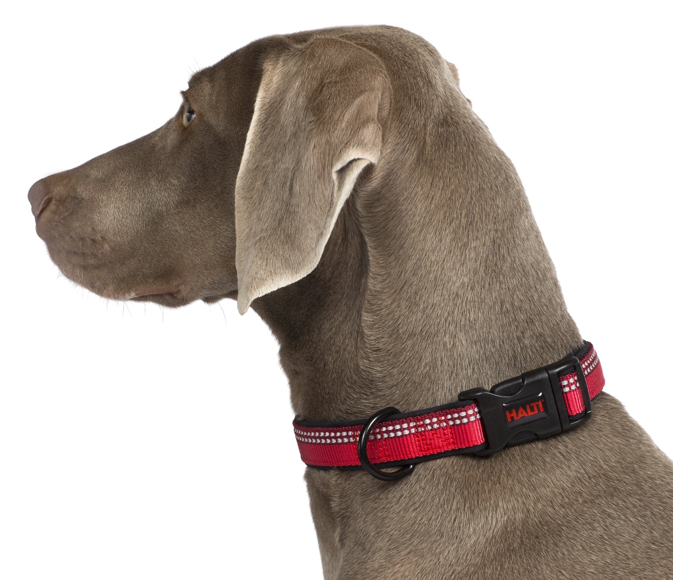 Halti Basic Collar - Medium Size, Red | Neoprene-Padded, Reflective Nylon 4
