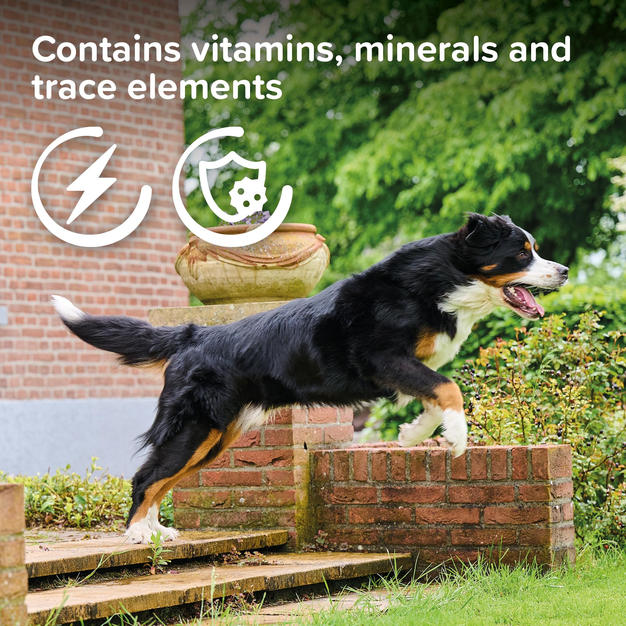 Beaphar Top 10 Multi-Vitamin Tablets for Dogs - 180 Tabs | Immune & Coat Support 3