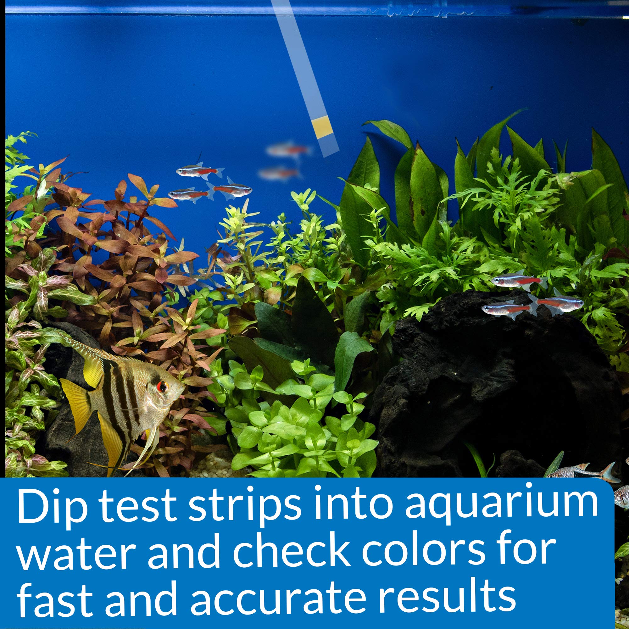 API AMMONIA TEST STRIPS - Freshwater & Saltwater Aquarium Water Quality Test Kit | 25 Strips 4