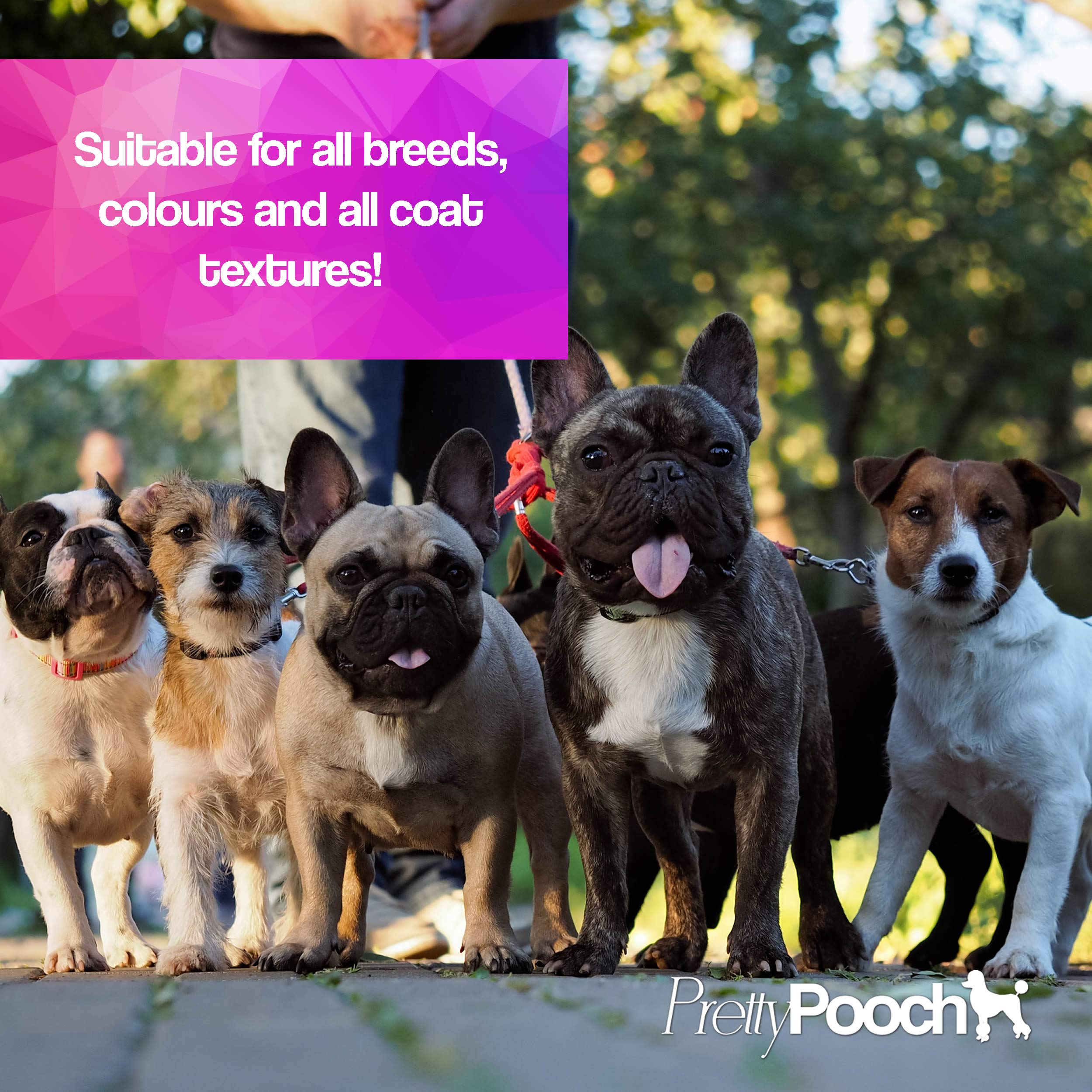 Pretty Pooch Dog Deodoriser Spray Perfume - Baby Powder Scent | 250ml | Vegan & Cruelty-Free 6