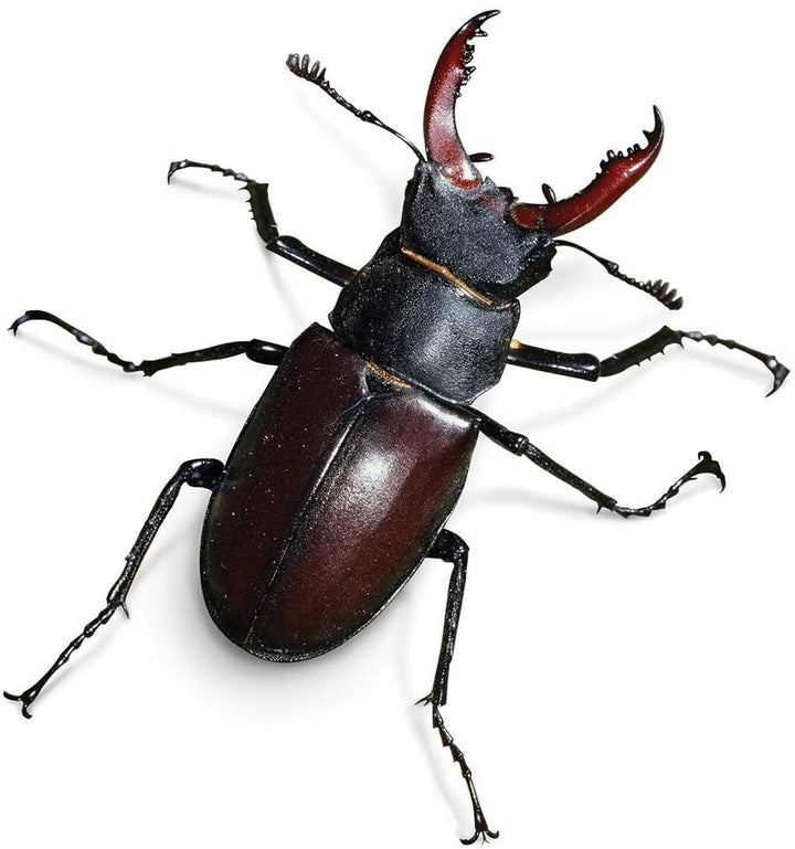 My Living World Bug Safari - Yachew